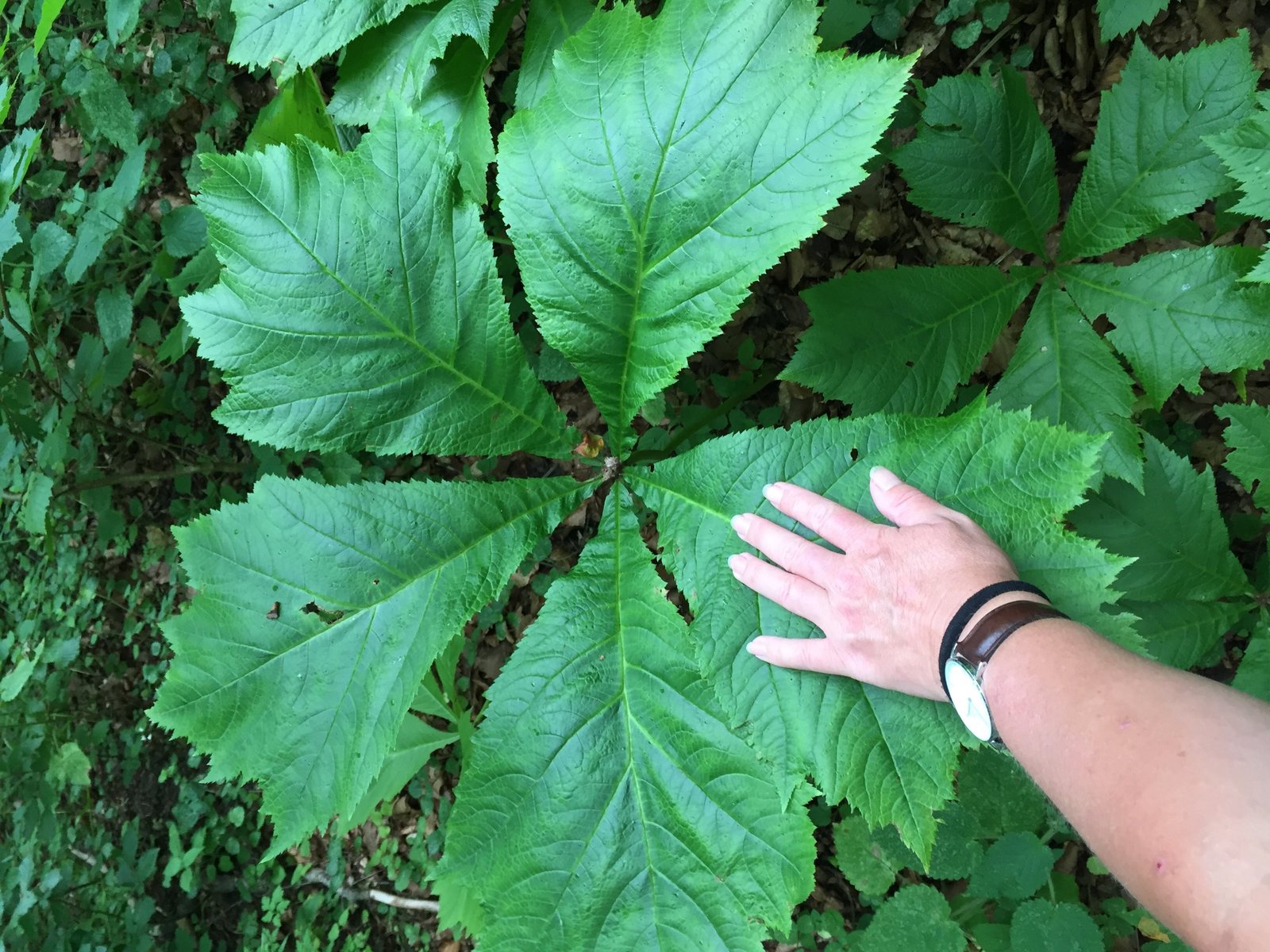 Rodgersia
