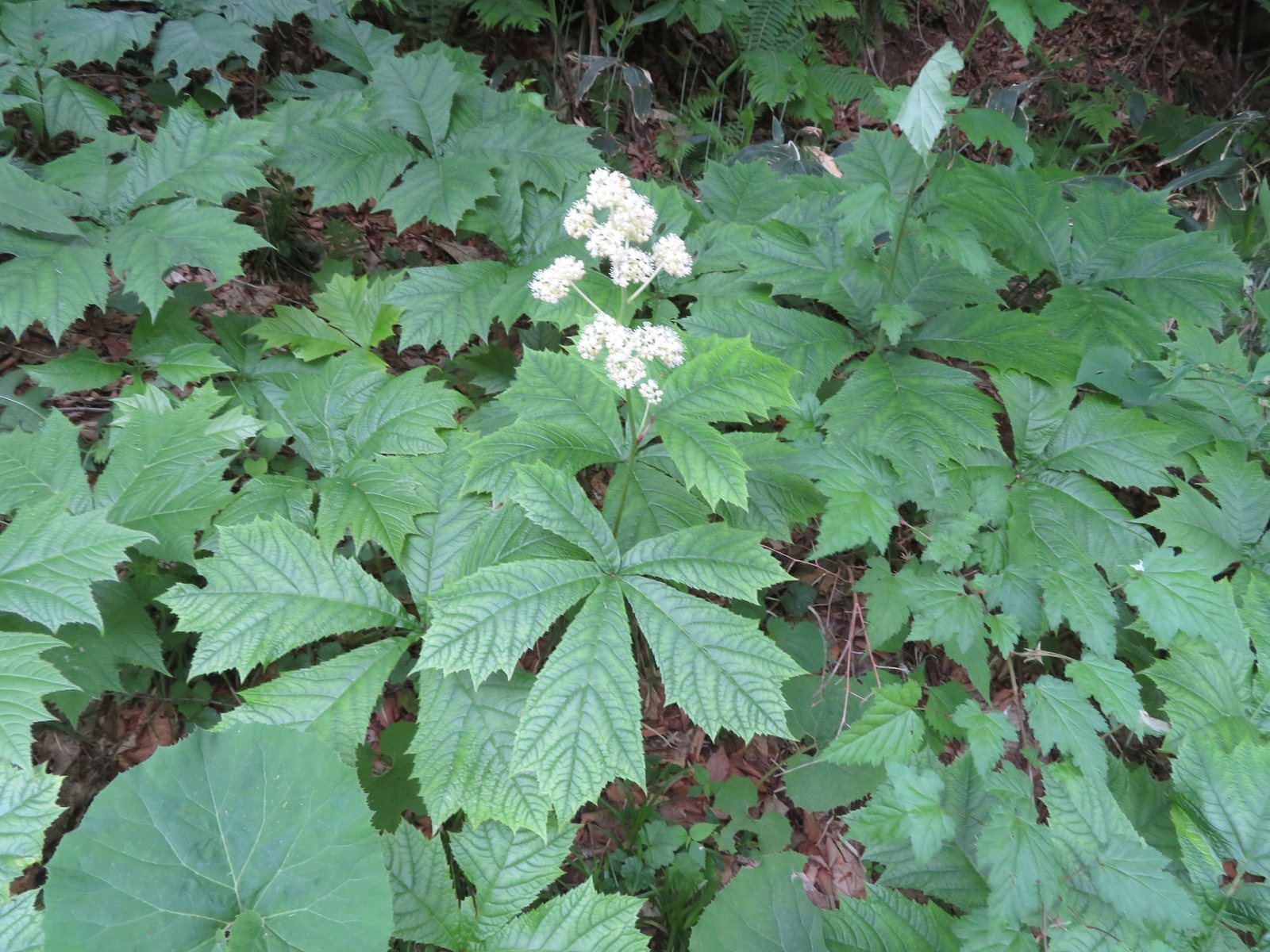 Rodgersia
