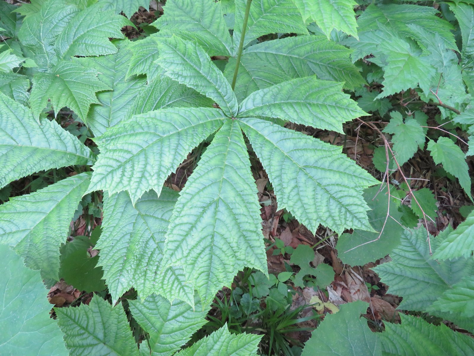 Rodgersia