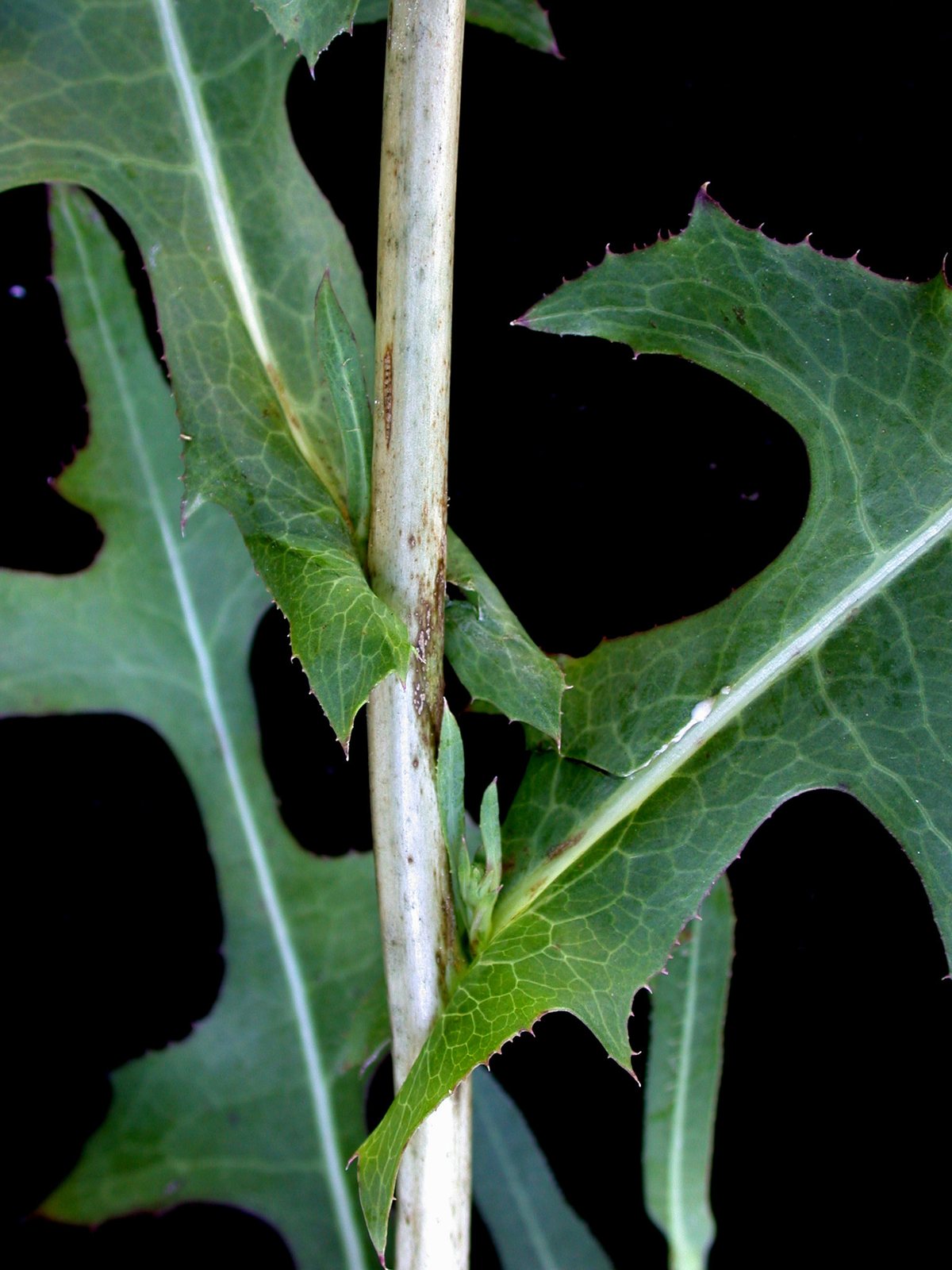 Romaine lettuce (cos)