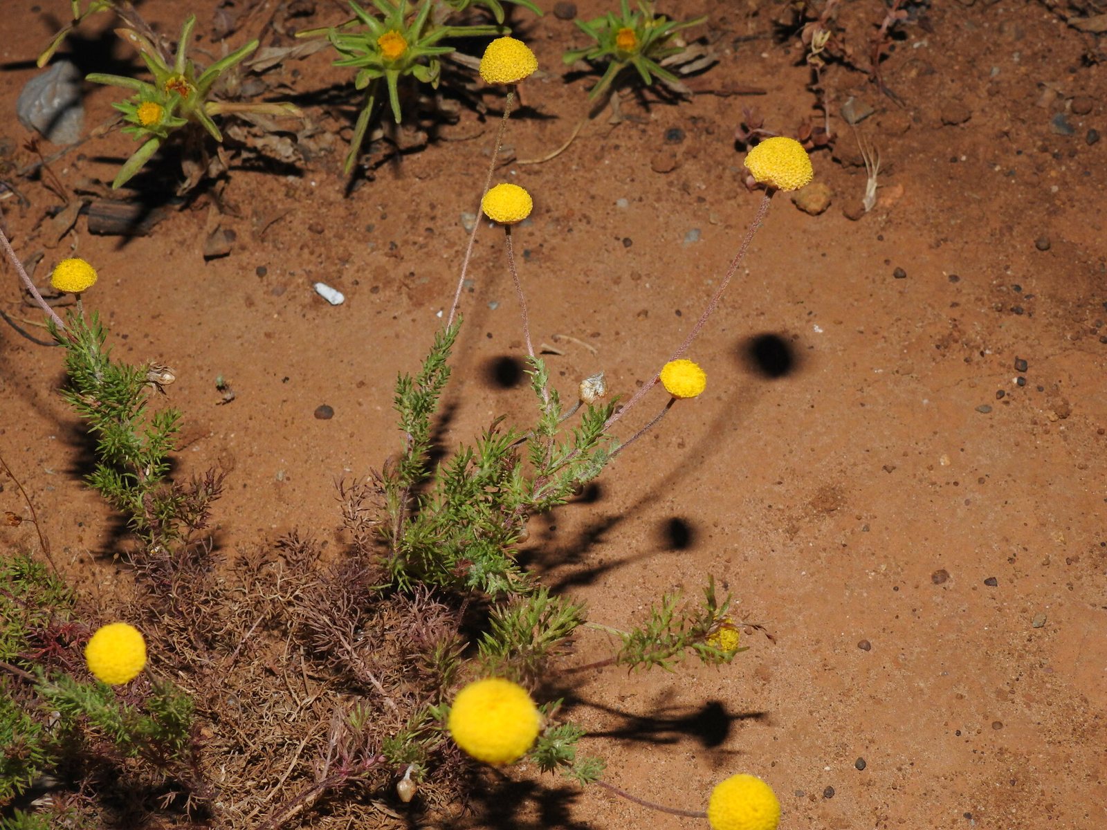 Roman chamomile