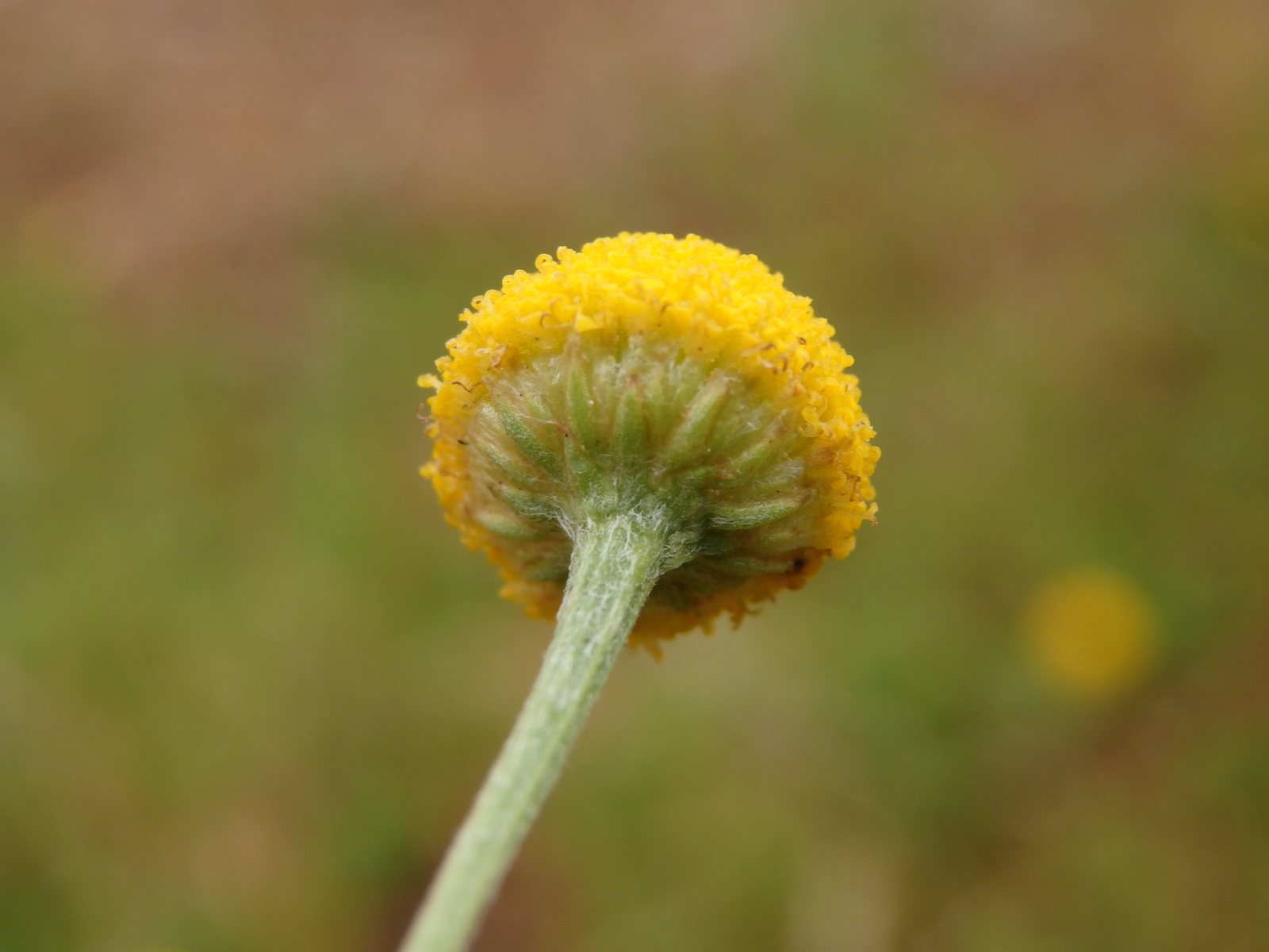 Roman chamomile