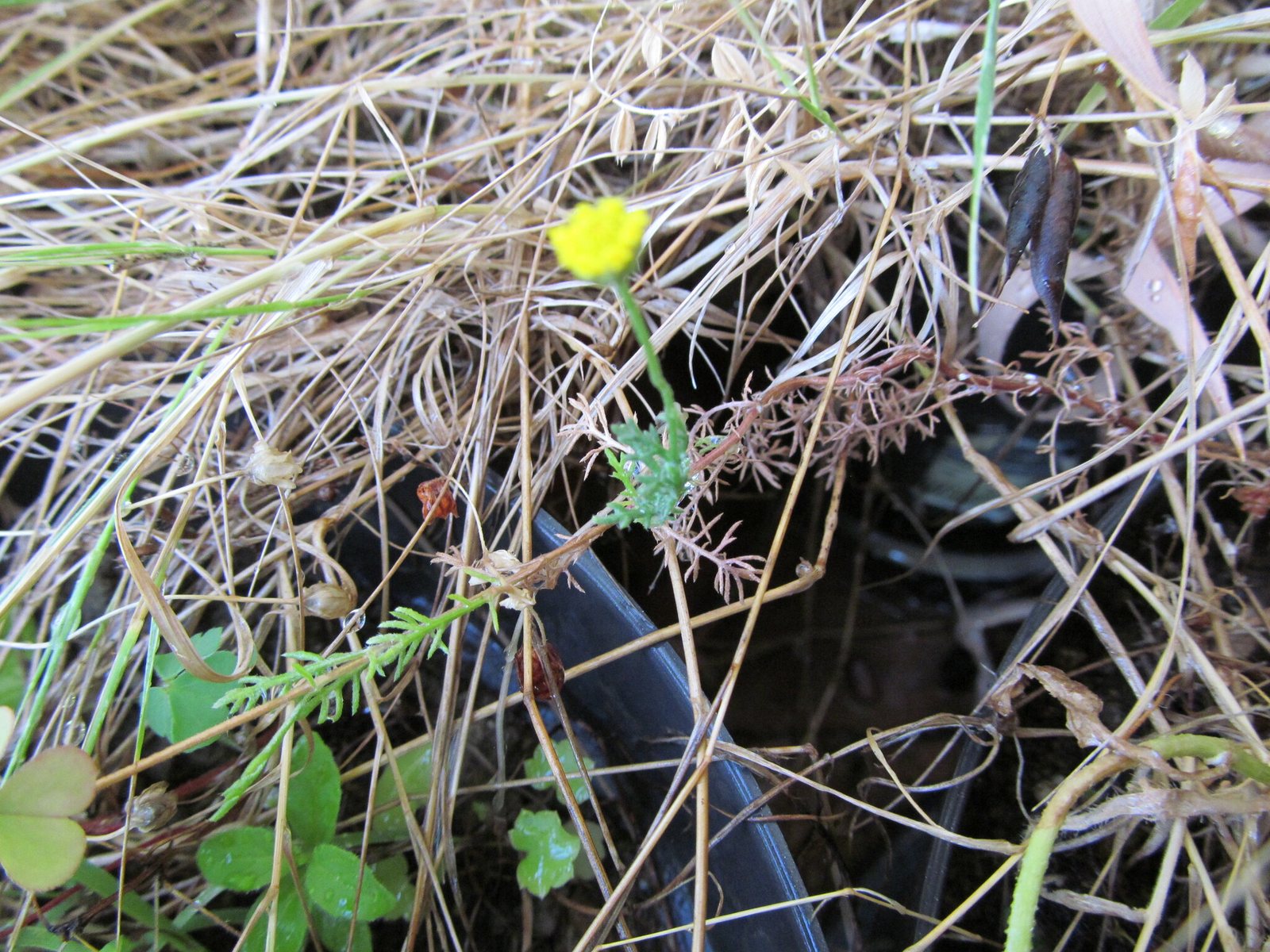 Roman chamomile