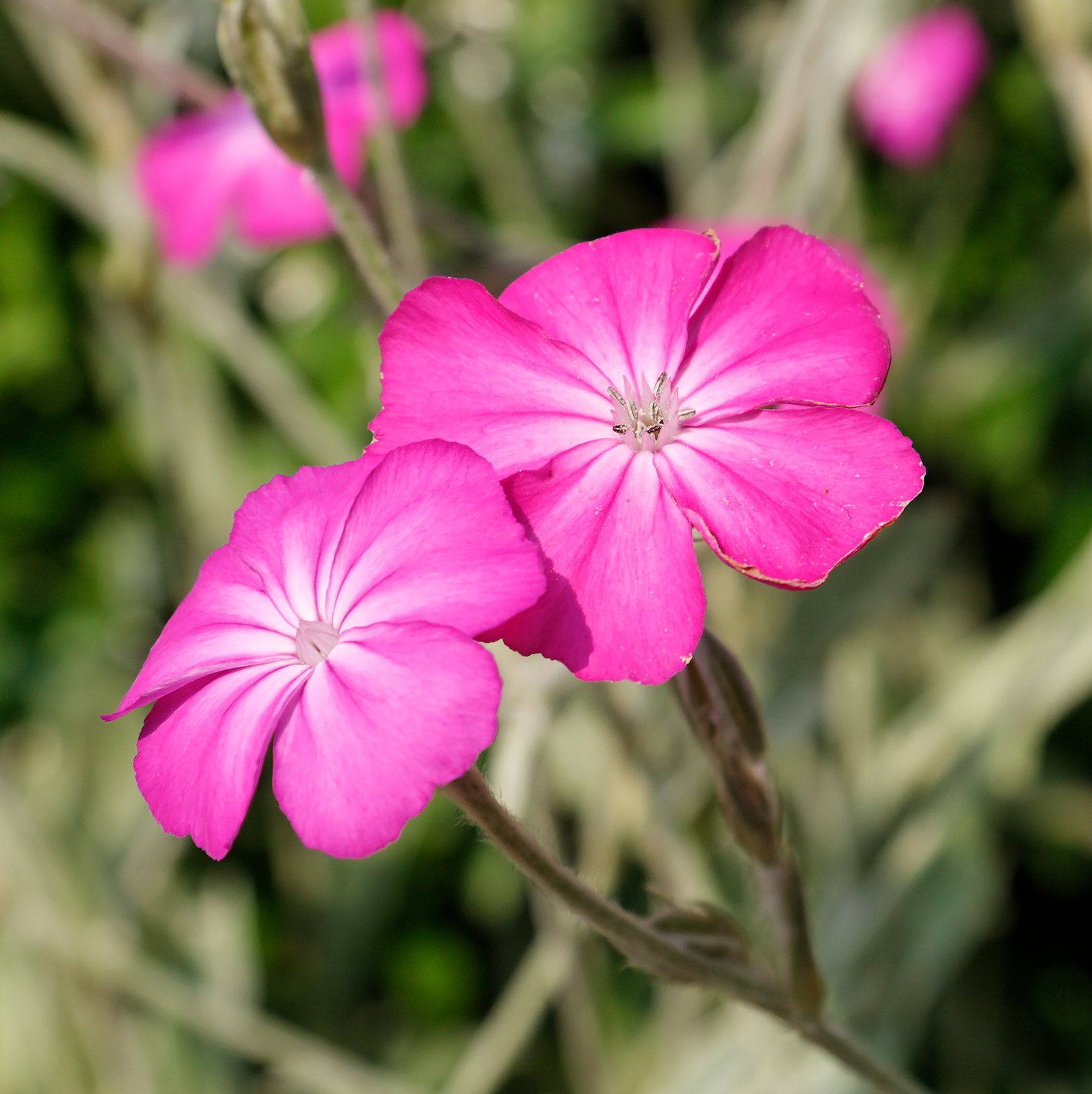 Rose campion