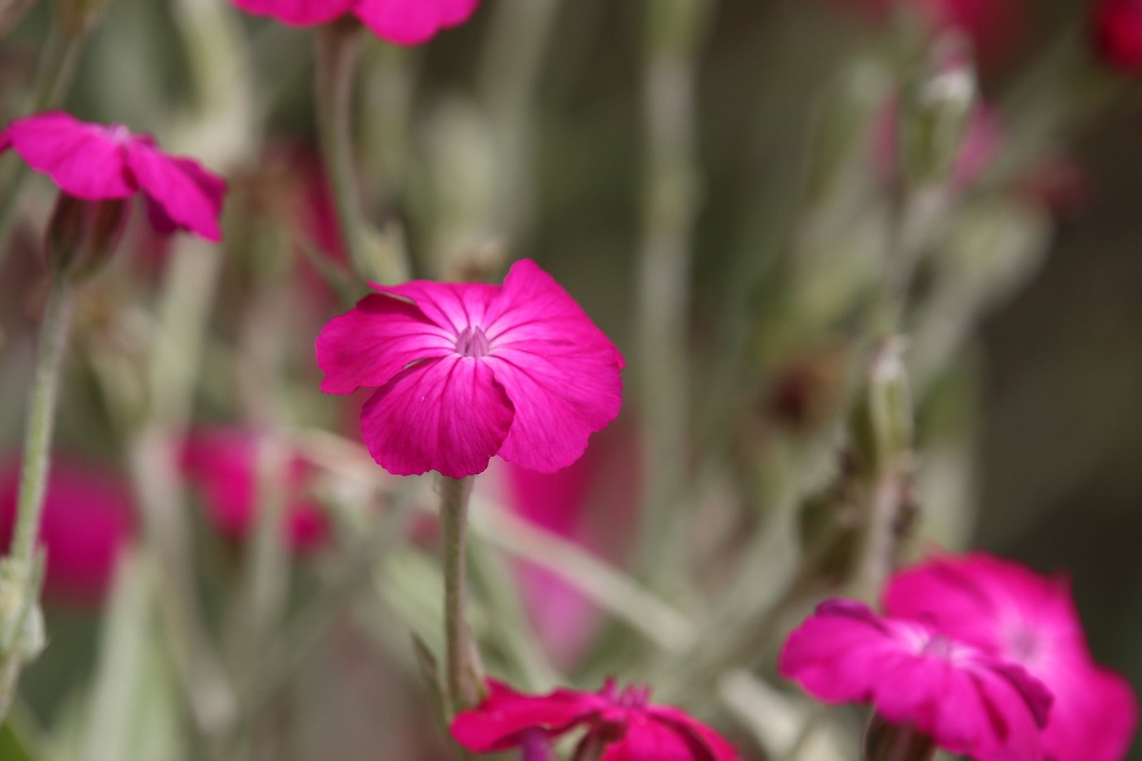 Rose campion