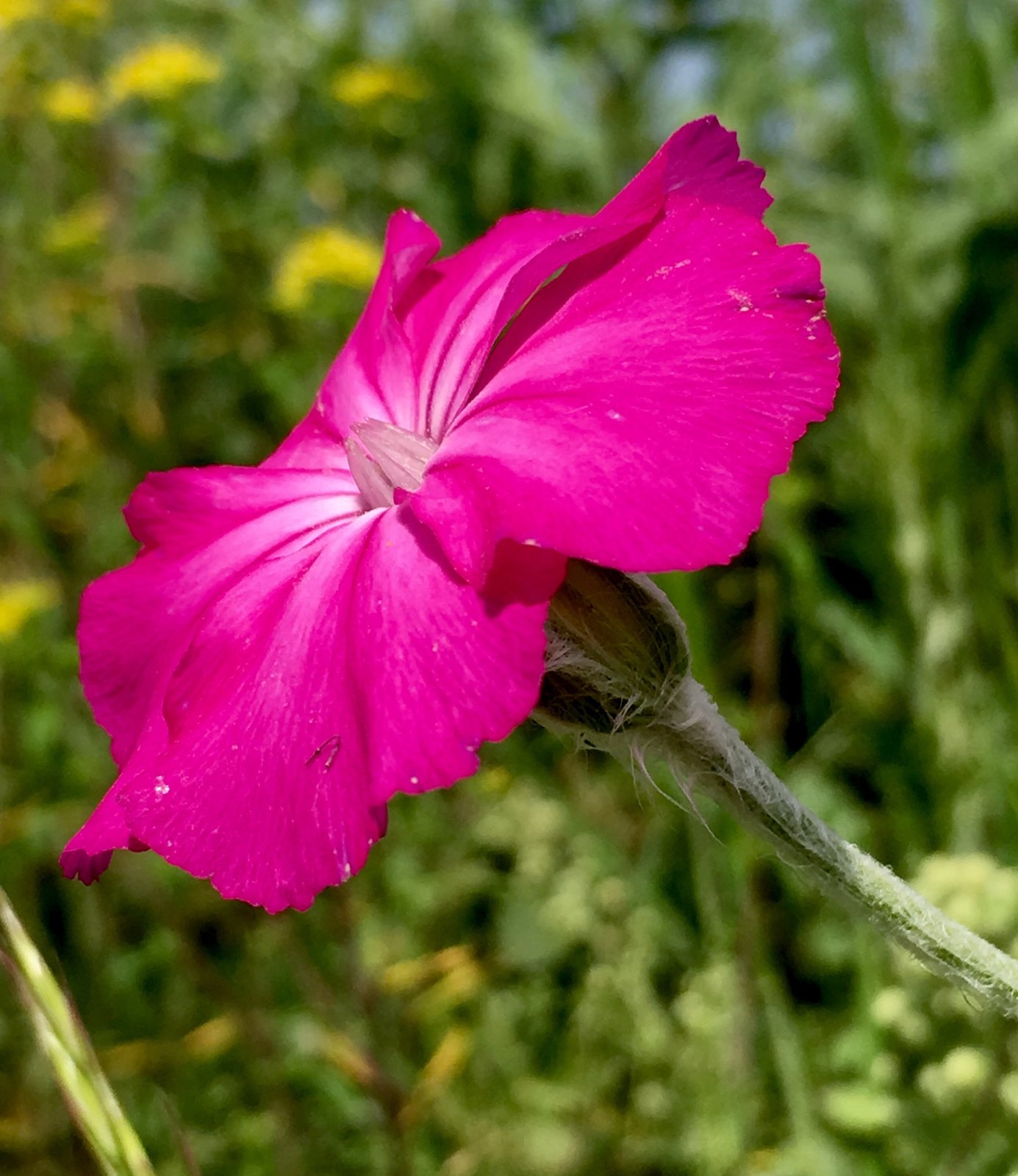 Rose campion