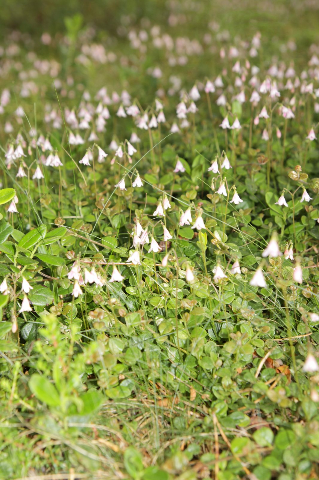 Rose Creek abelia