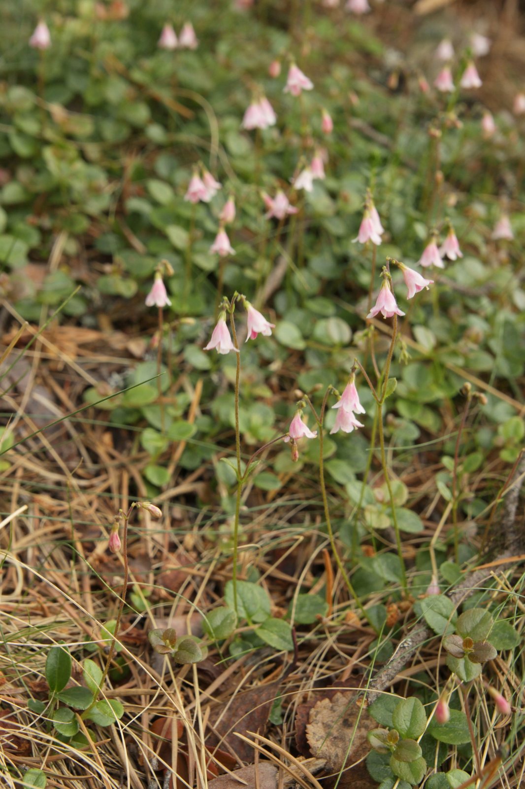 Rose Creek abelia