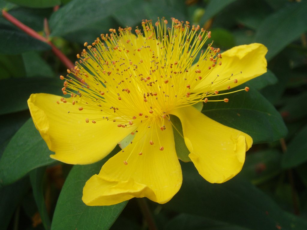 Rose of Sharon St John's wort