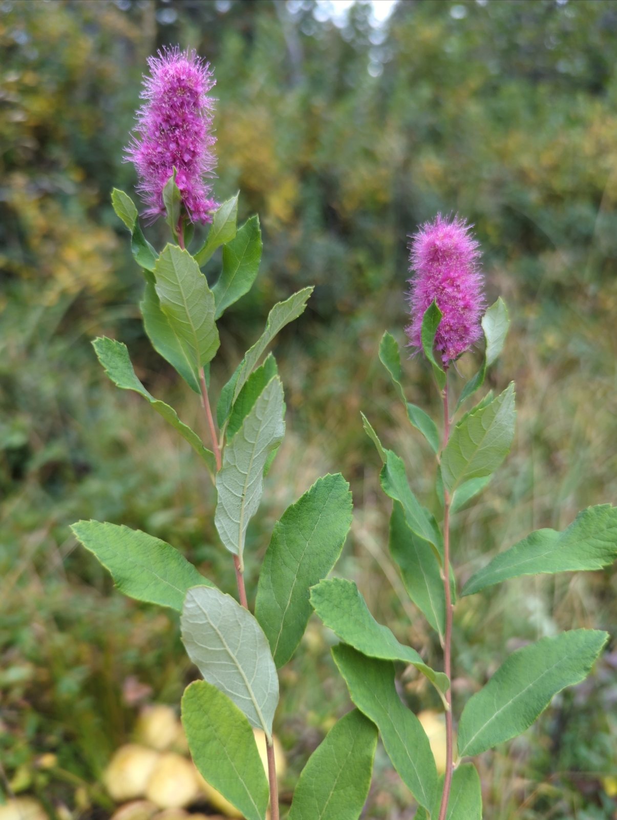 Rose spirea