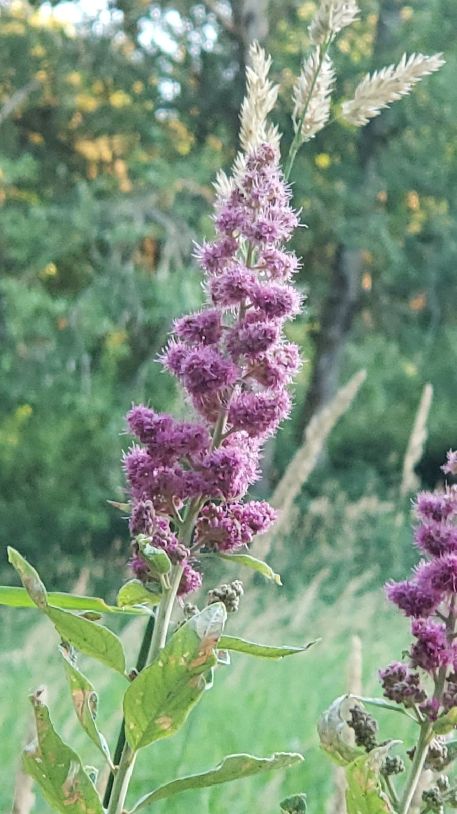 Rose spirea