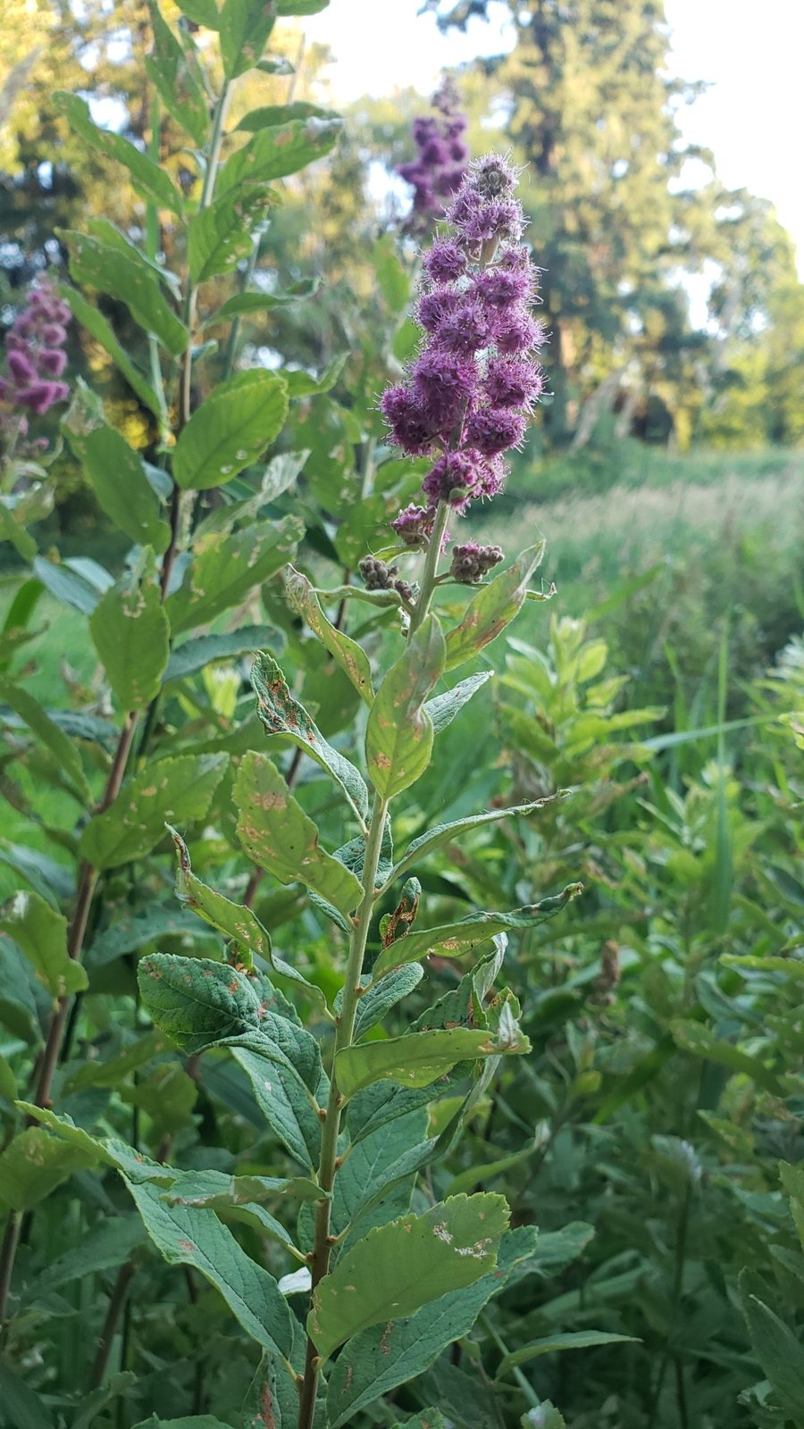 Rose spirea