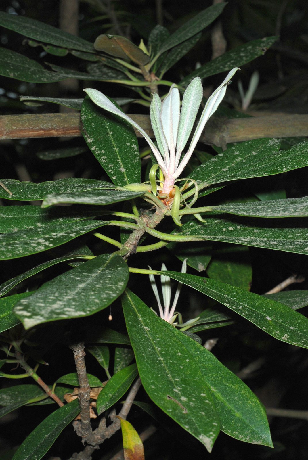 Rosebay rhododendron