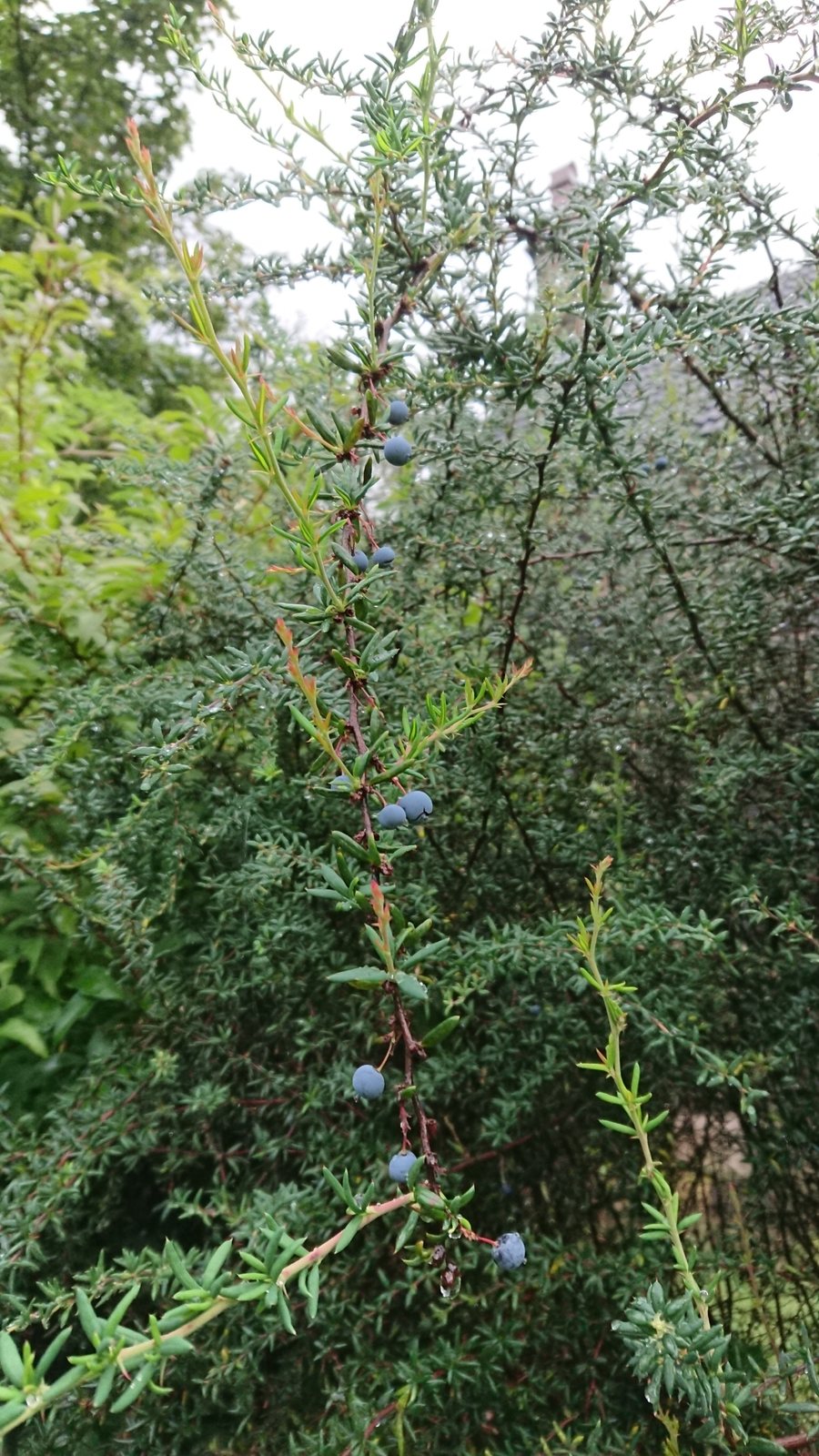 Rosemary-leaved barberry