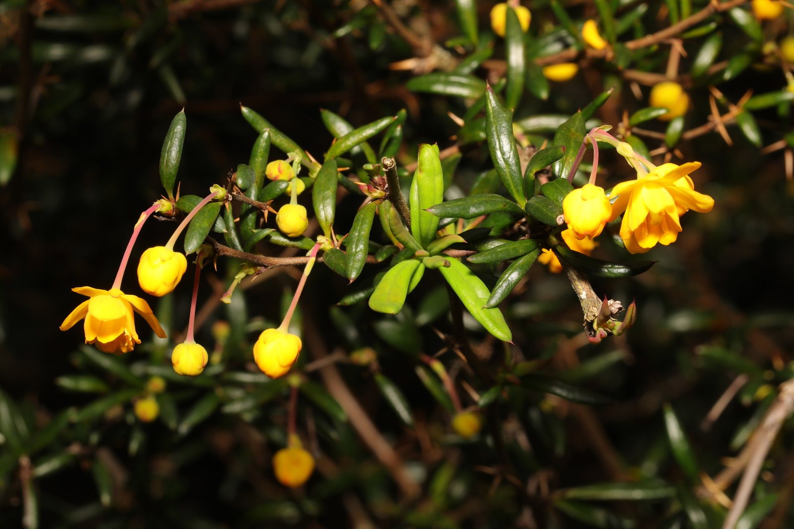 Rosemary-leaved barberry