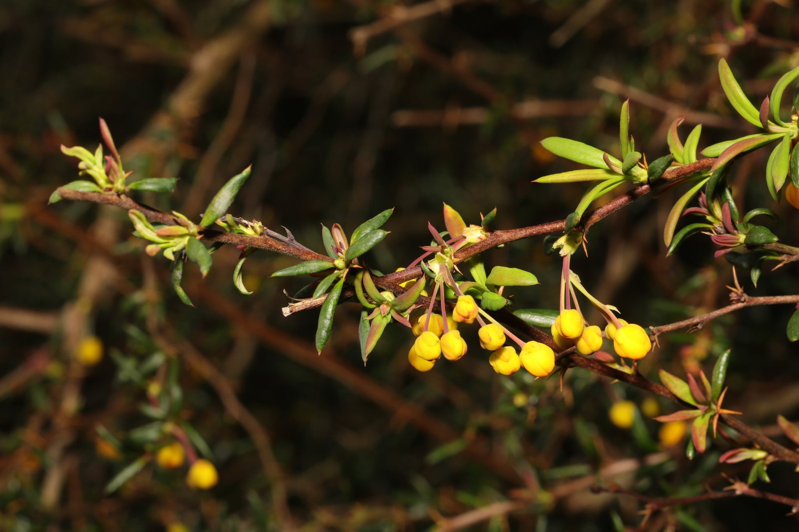 Rosemary-leaved barberry
