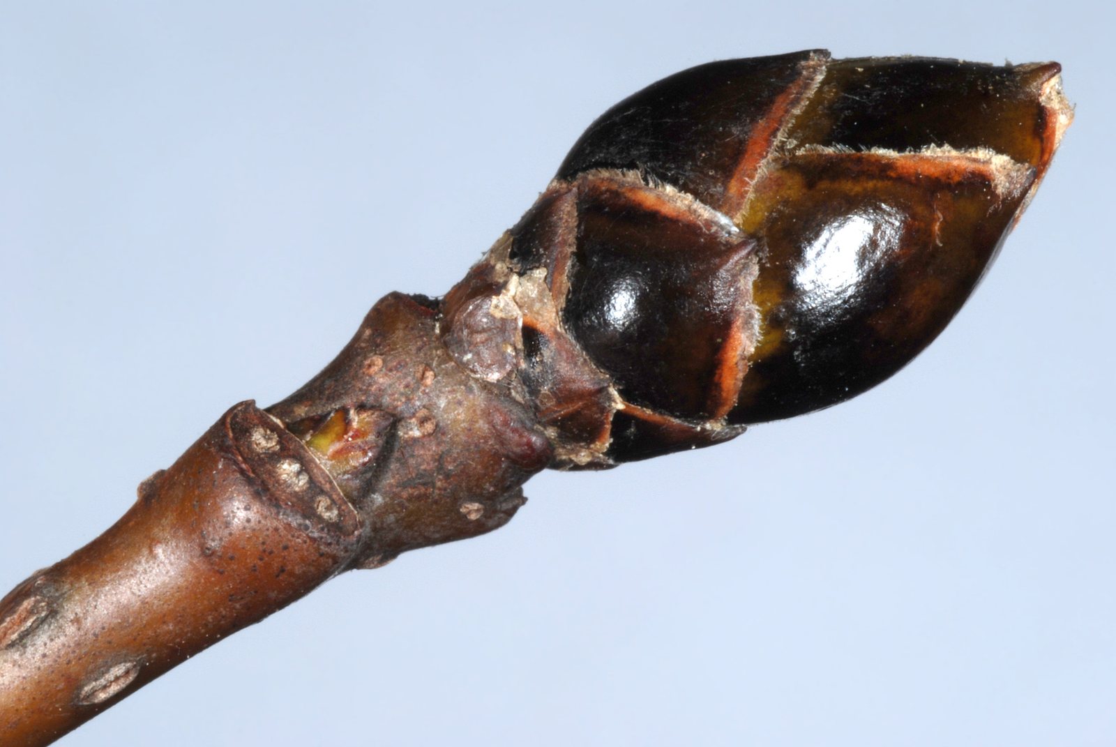Rotundiloba sweetgum