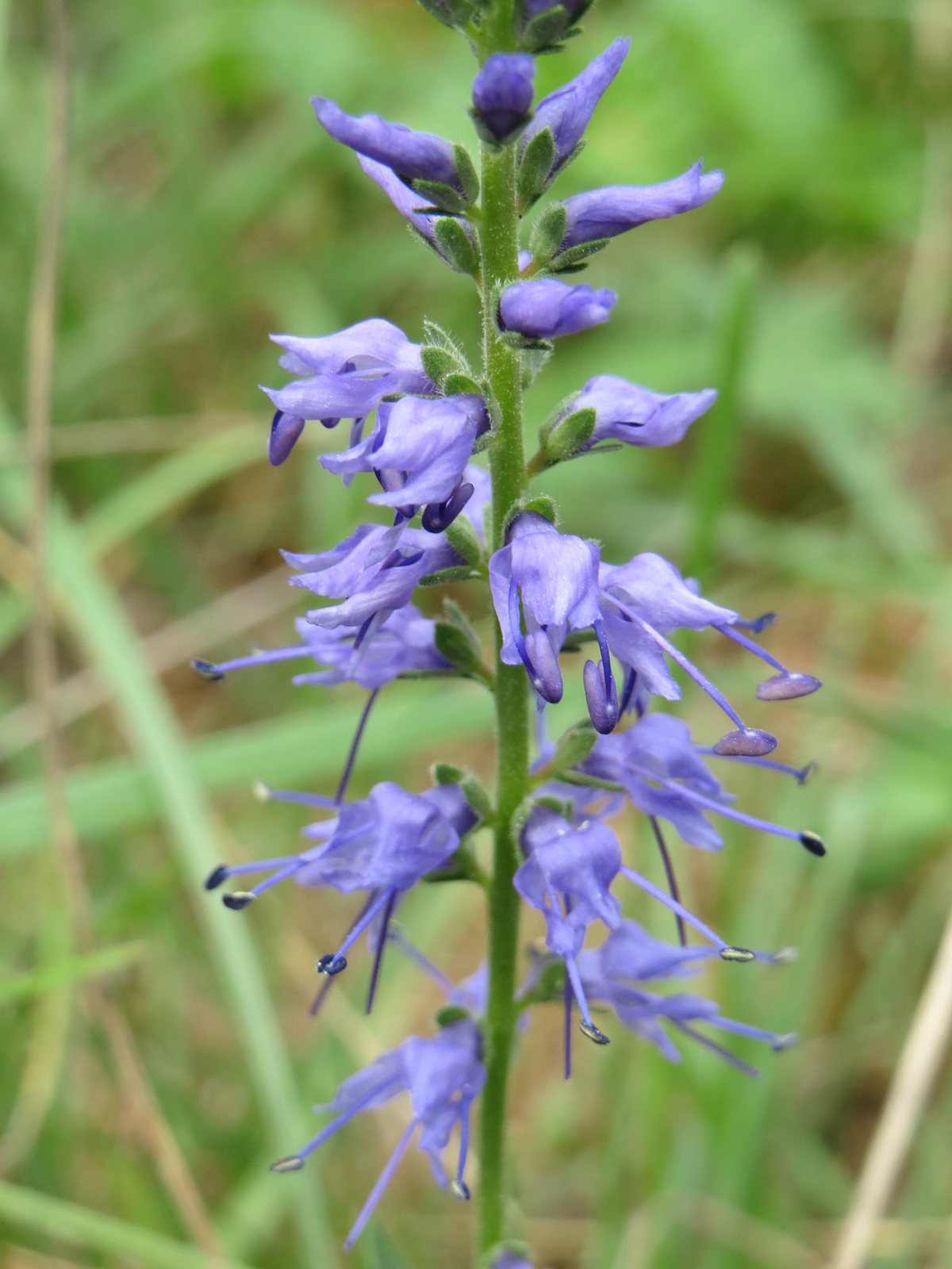 Royal Candles speedwell