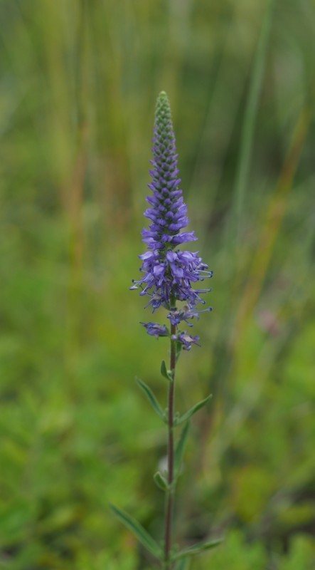 Royal Candles speedwell