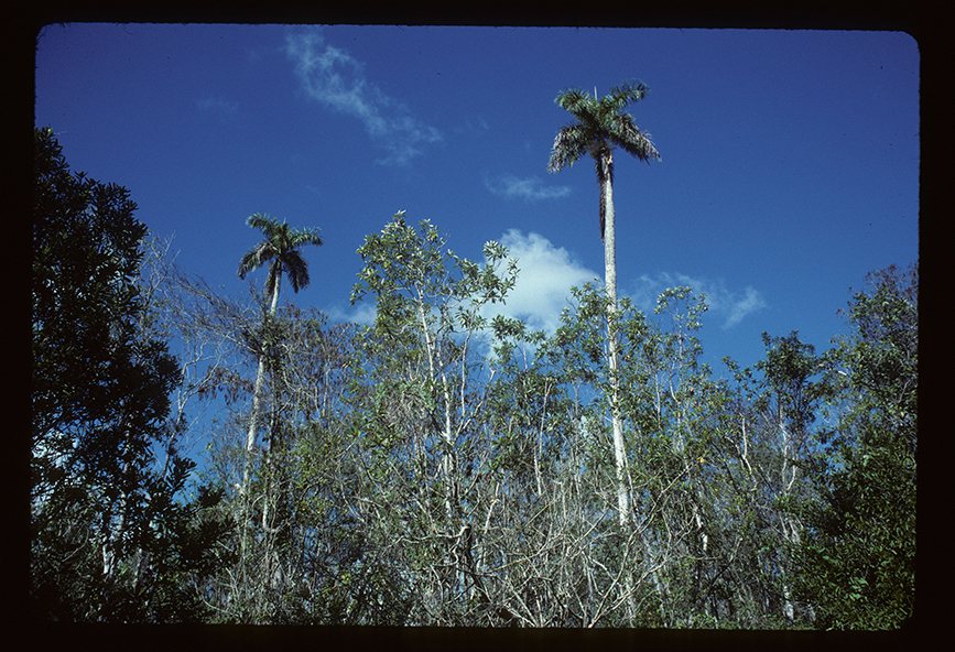 Royal palm