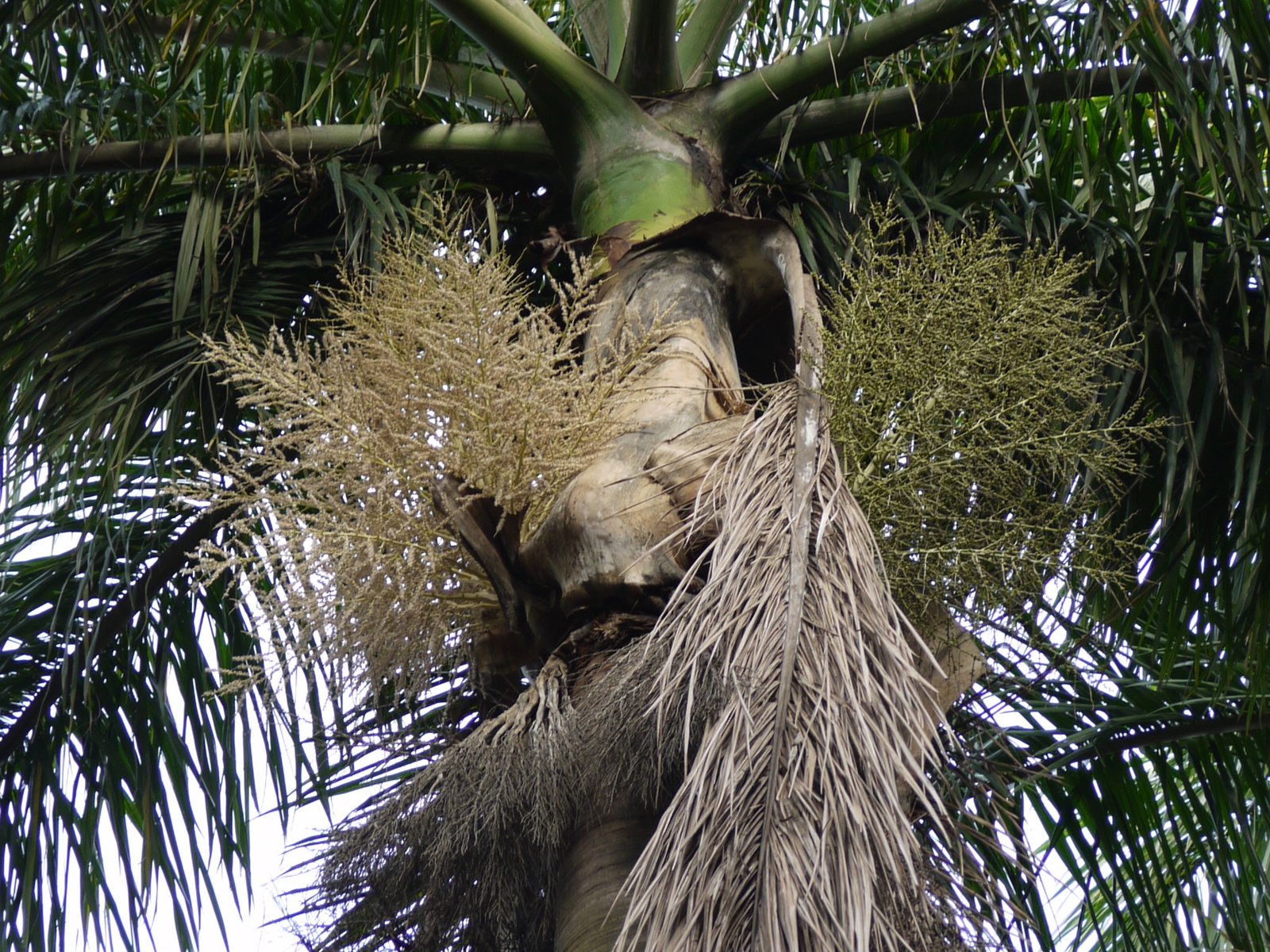 Royal palm