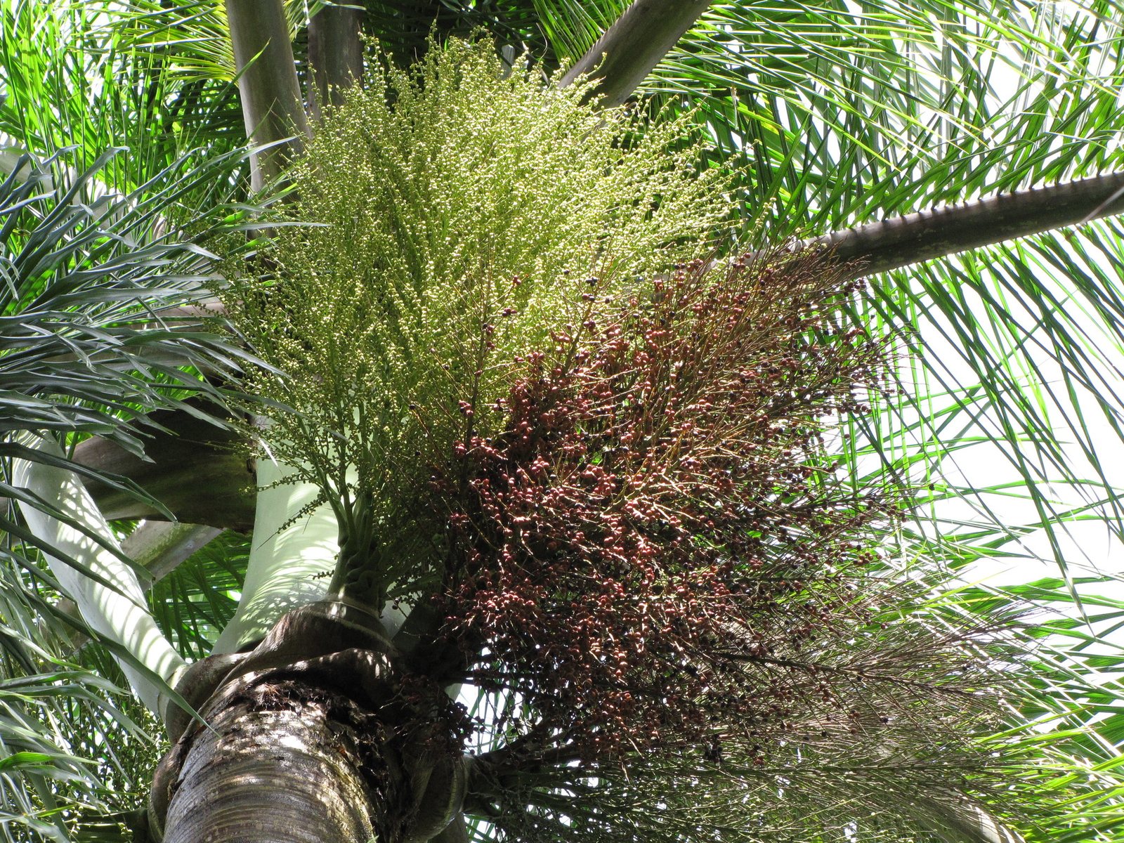 Royal palm