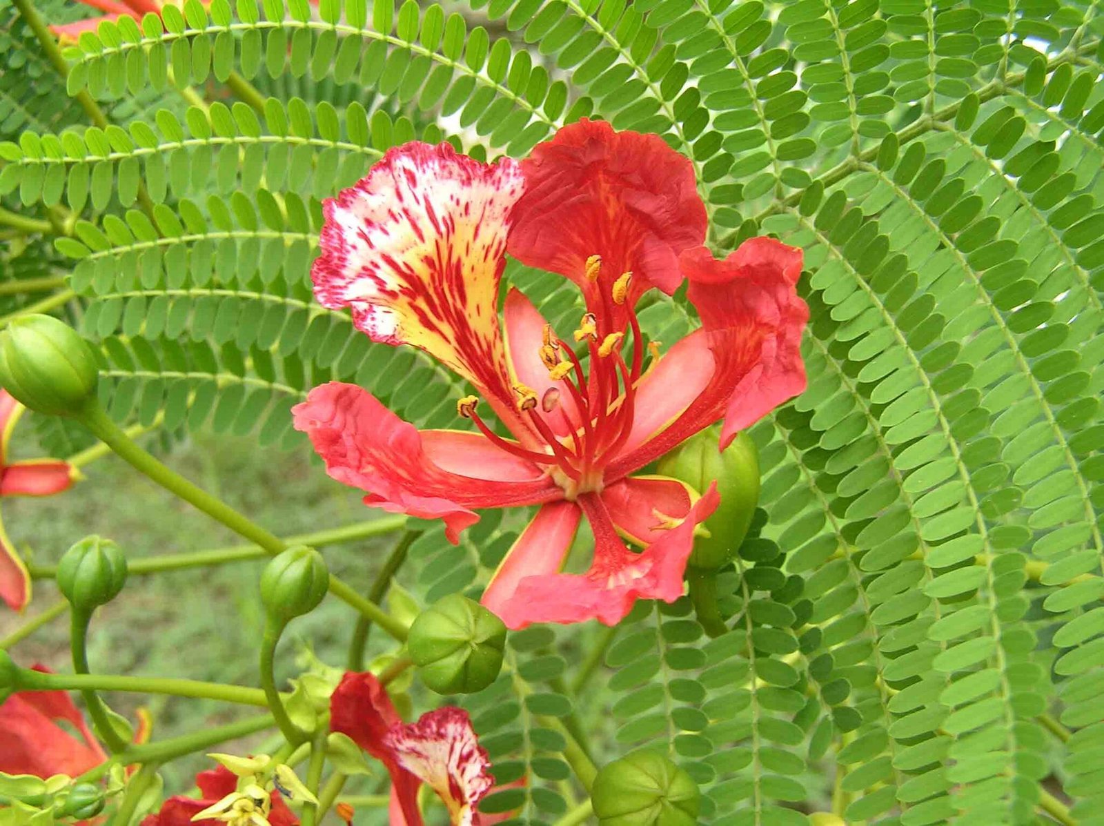 Royal poinciana