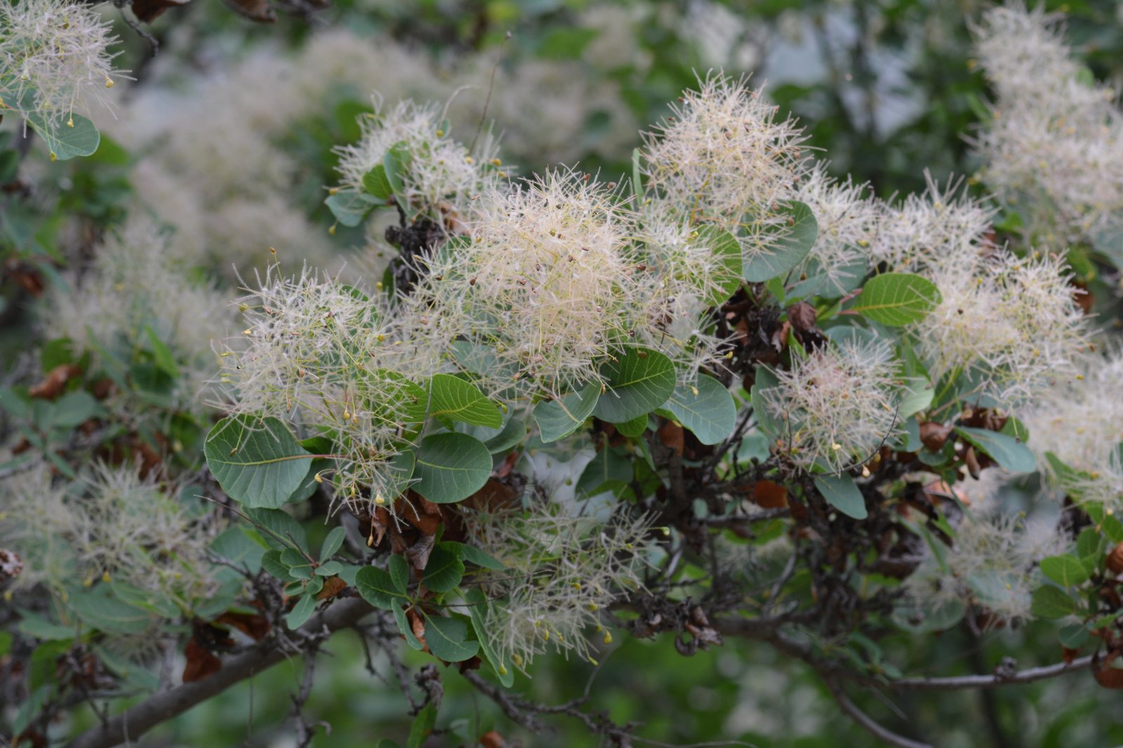 Royal Purple smokebush