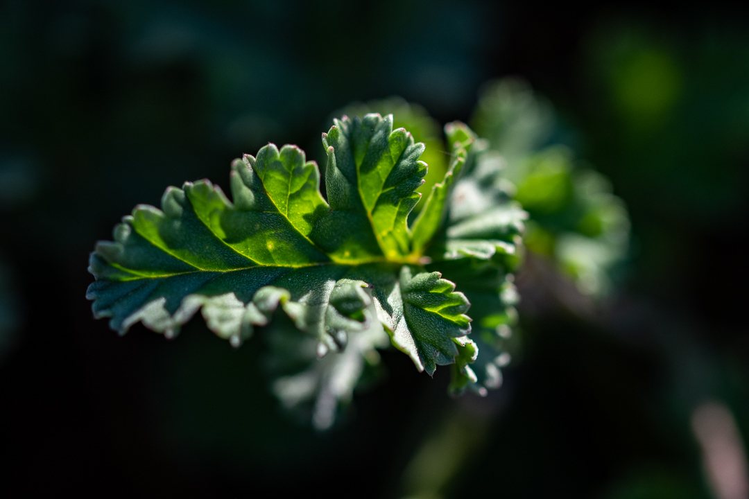 Rozanne cranesbill