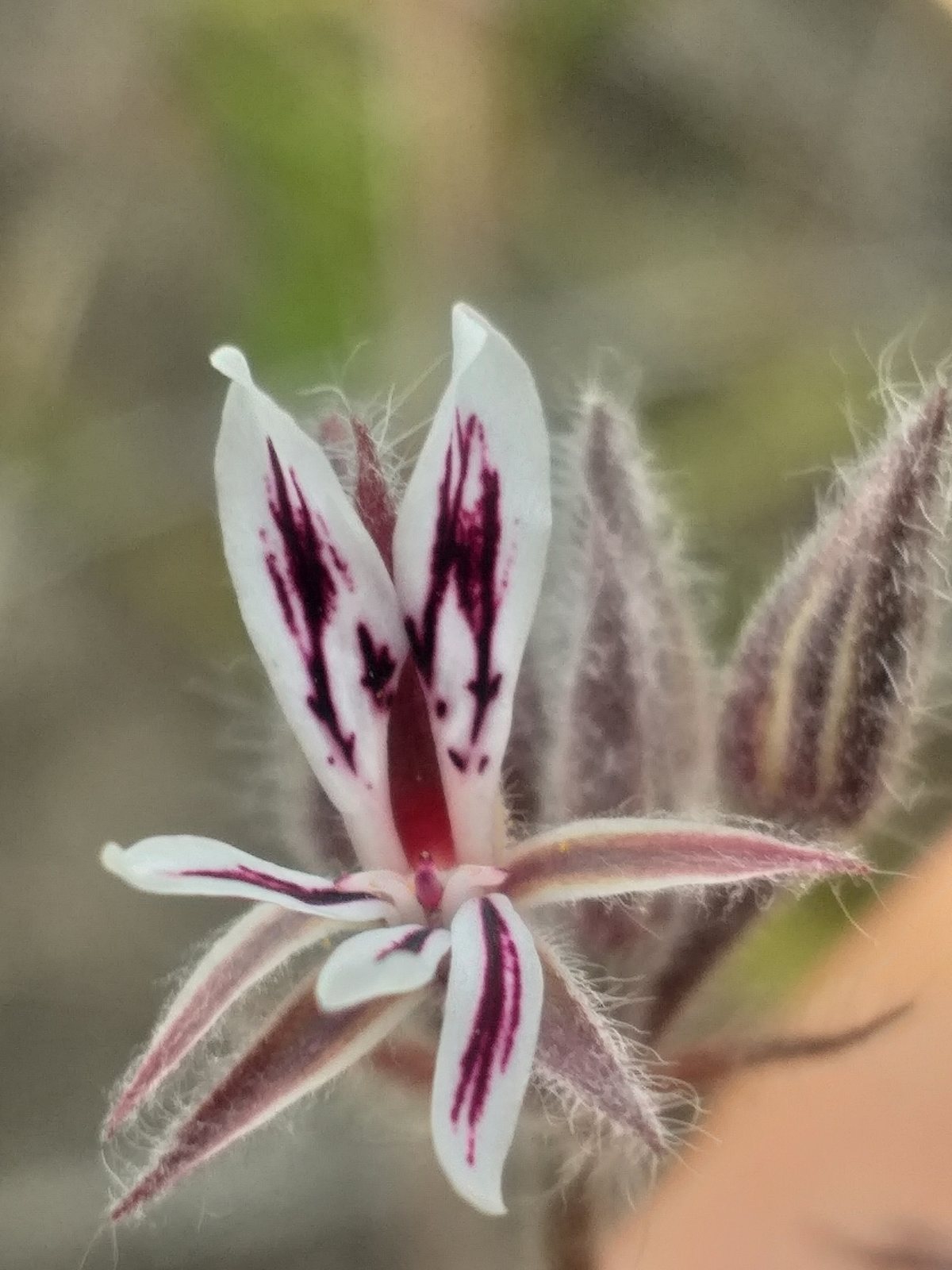 Rozanne cranesbill