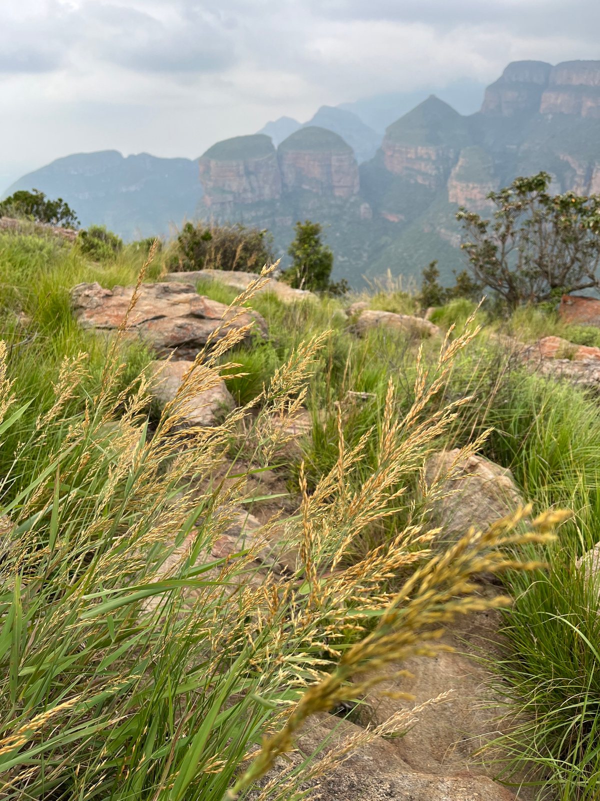 Ruby grass