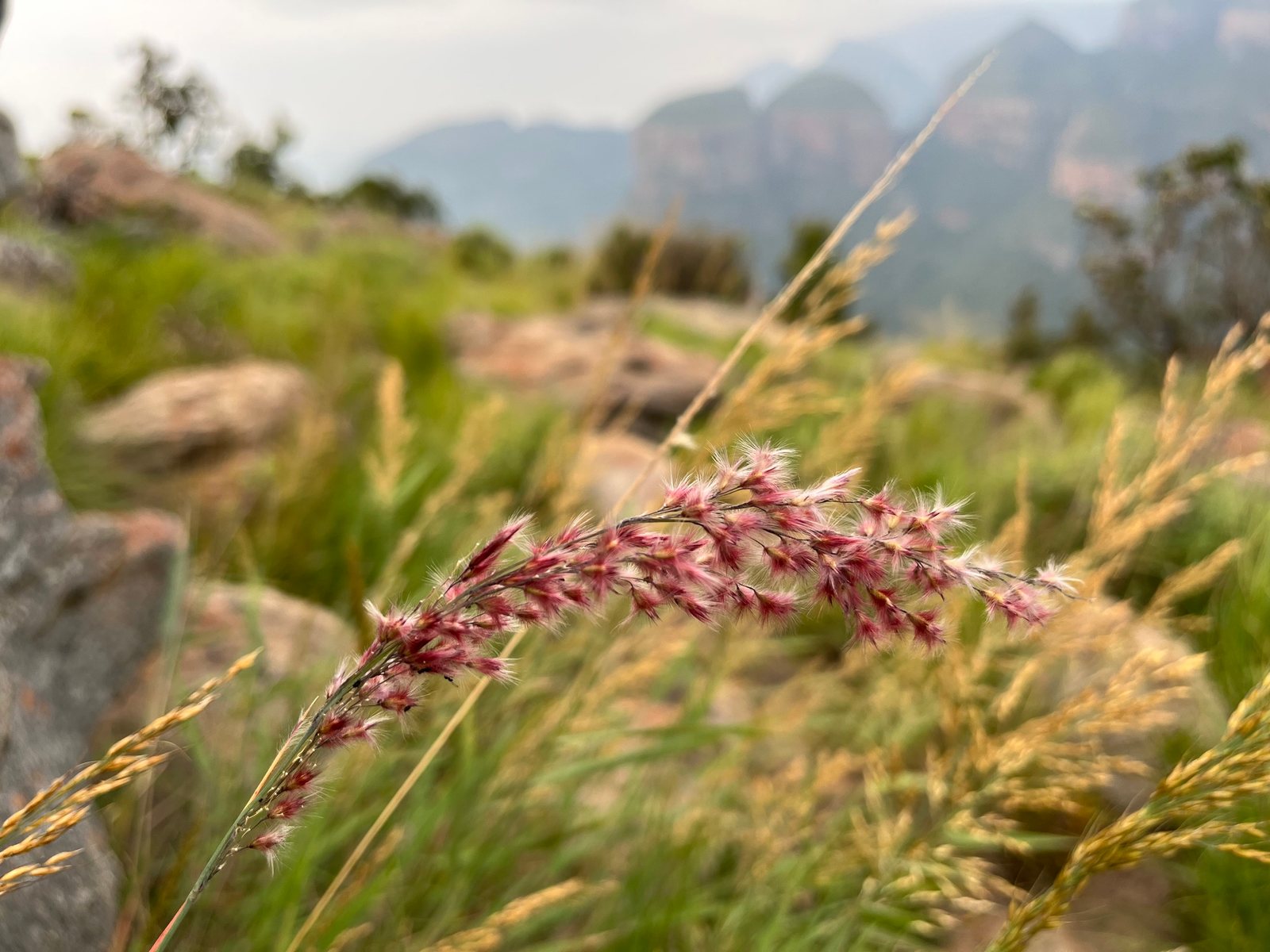 Ruby grass