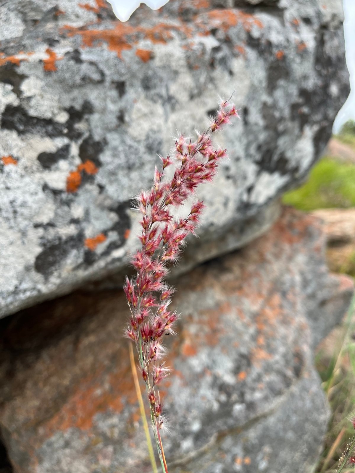 Ruby grass