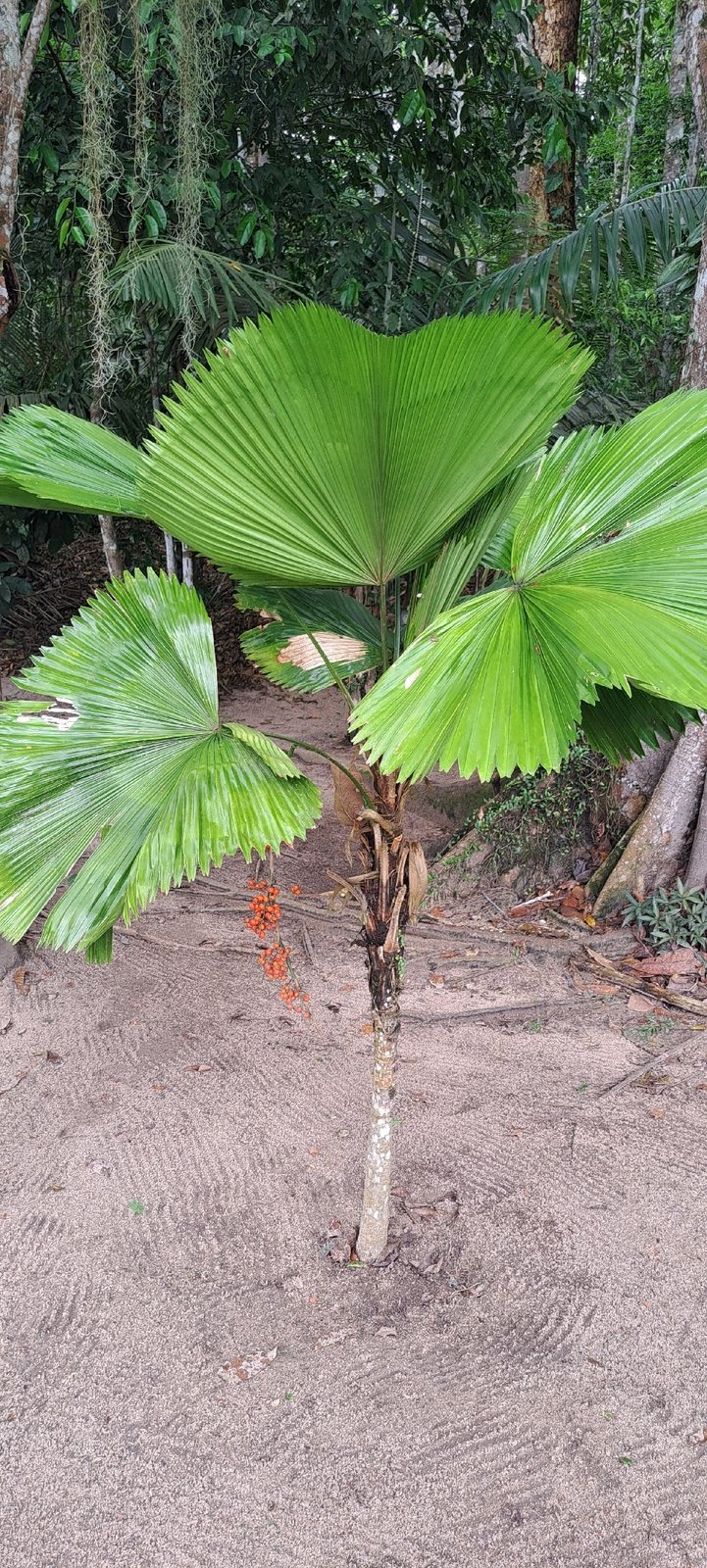 Ruffled fan palm