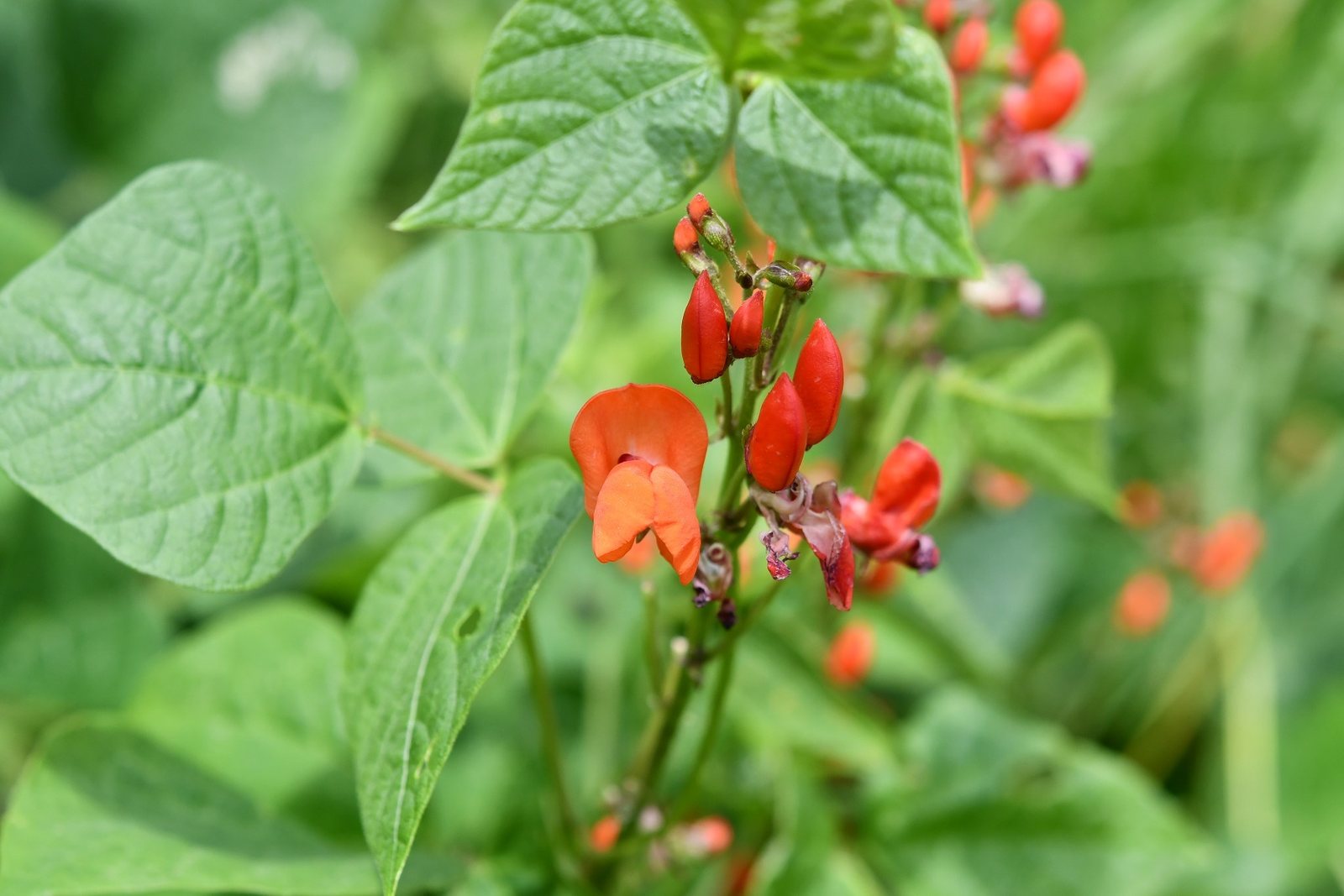 Runner bean