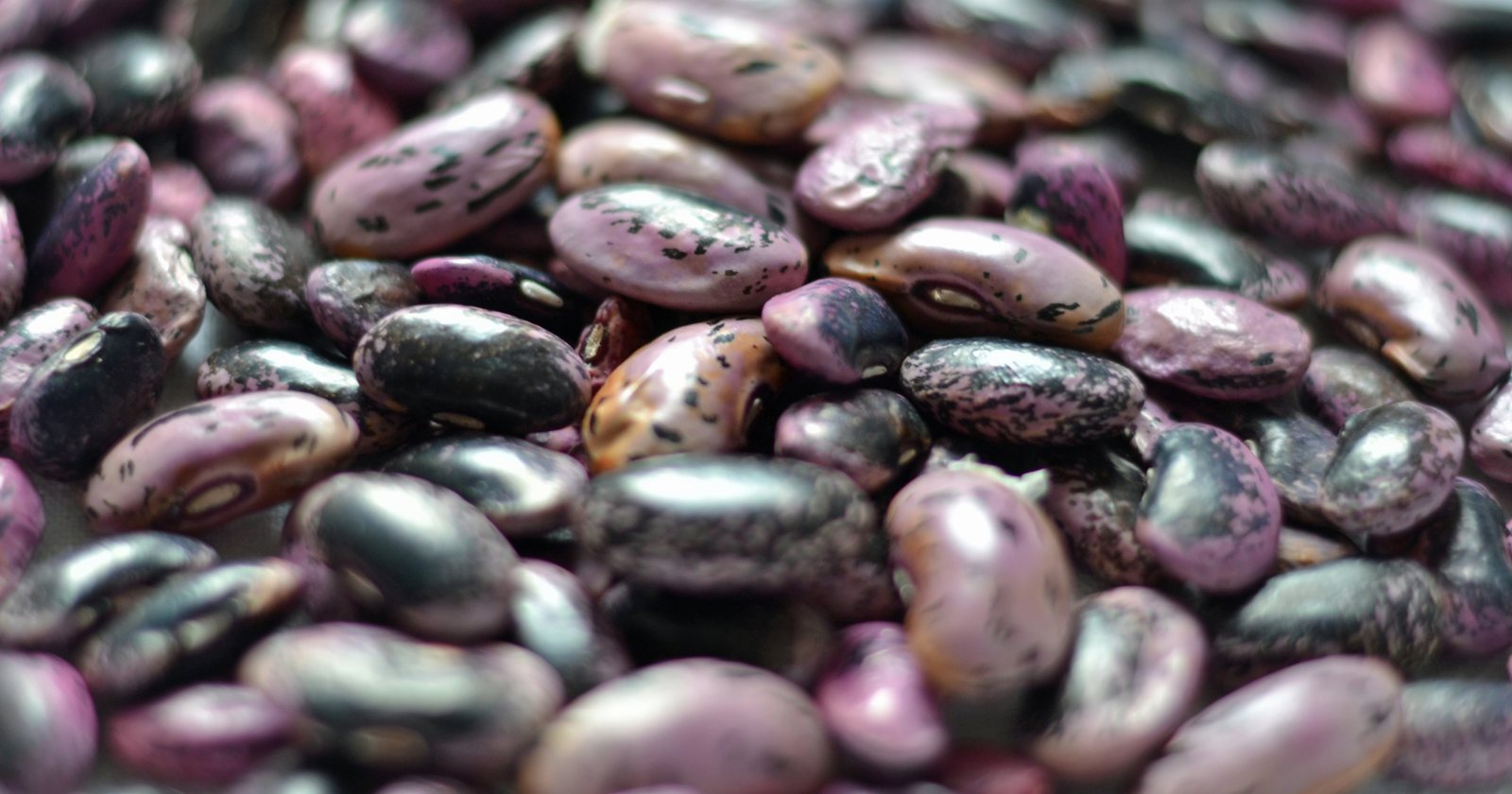 Runner bean