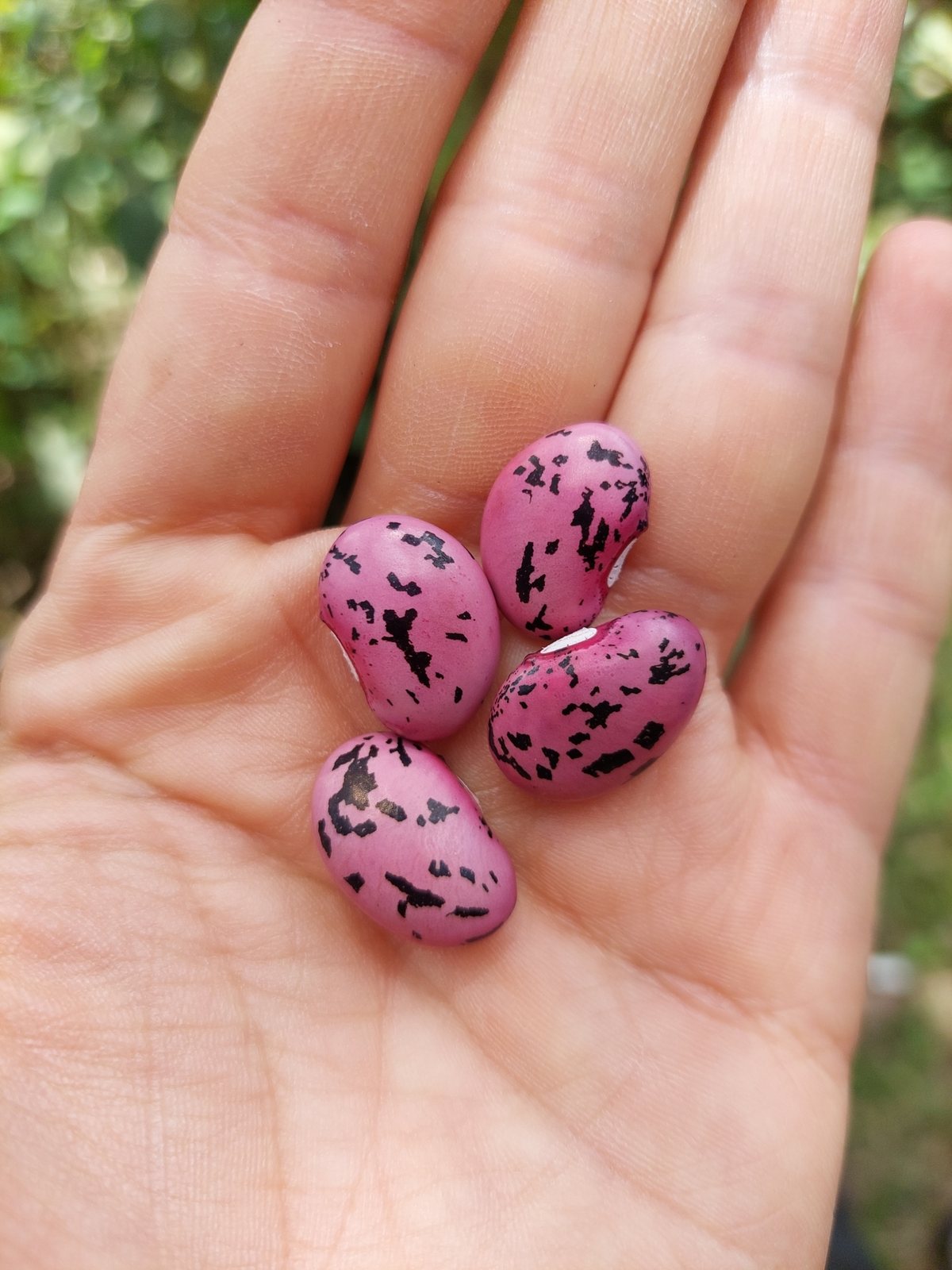 Runner bean