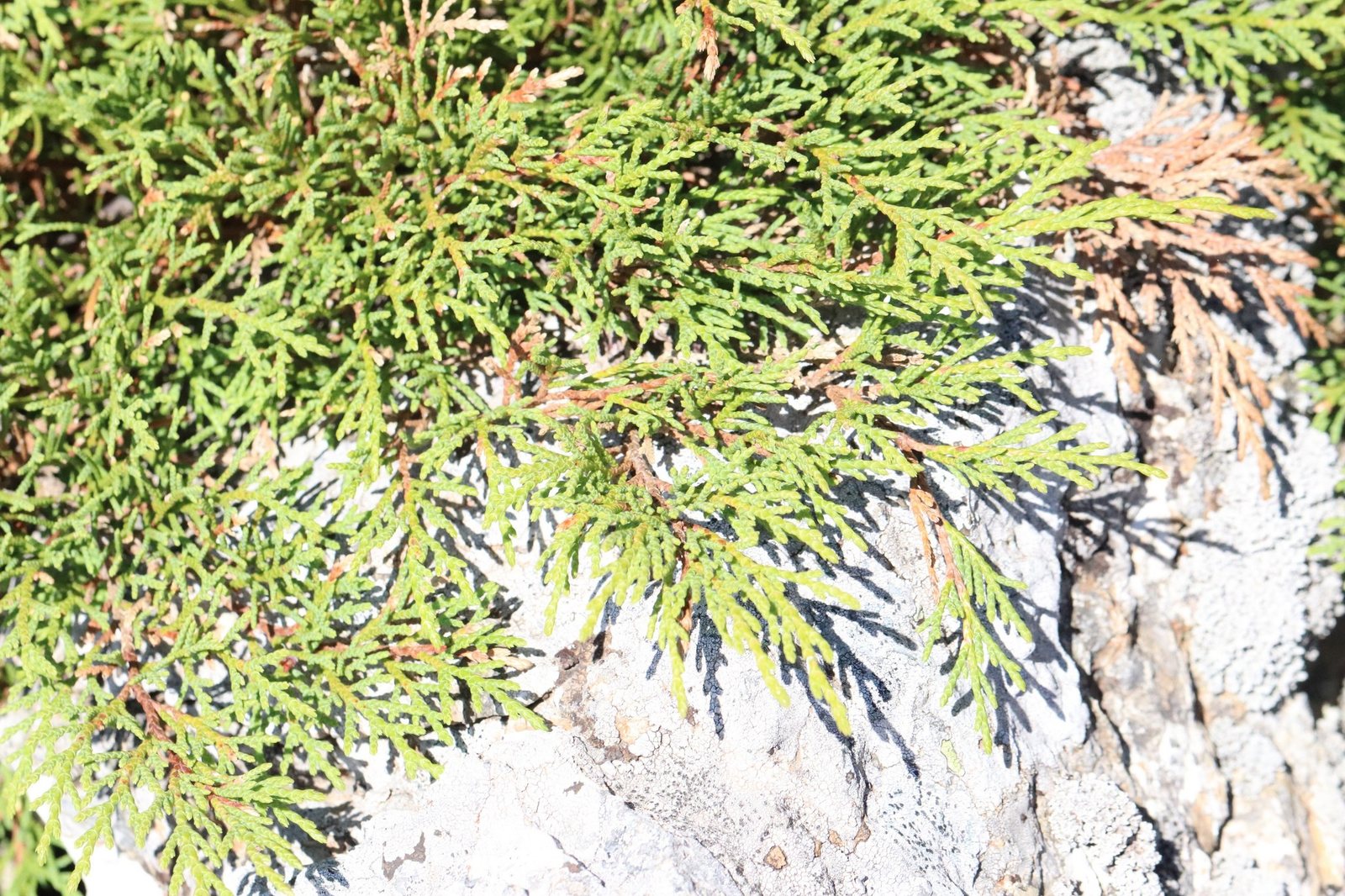 Russian arborvitae