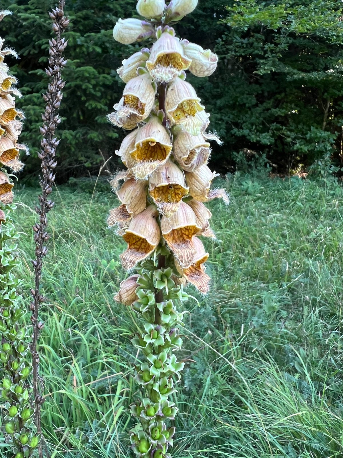 Rusty foxglove
