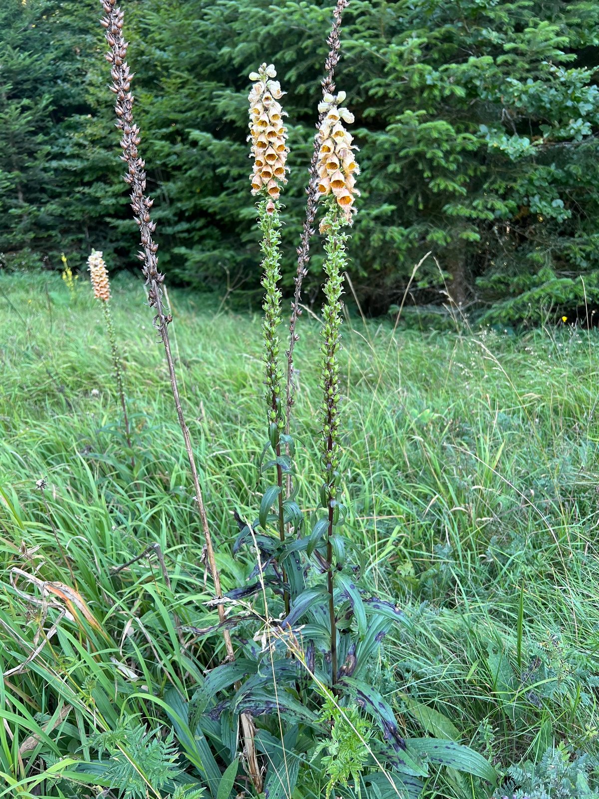 Rusty foxglove