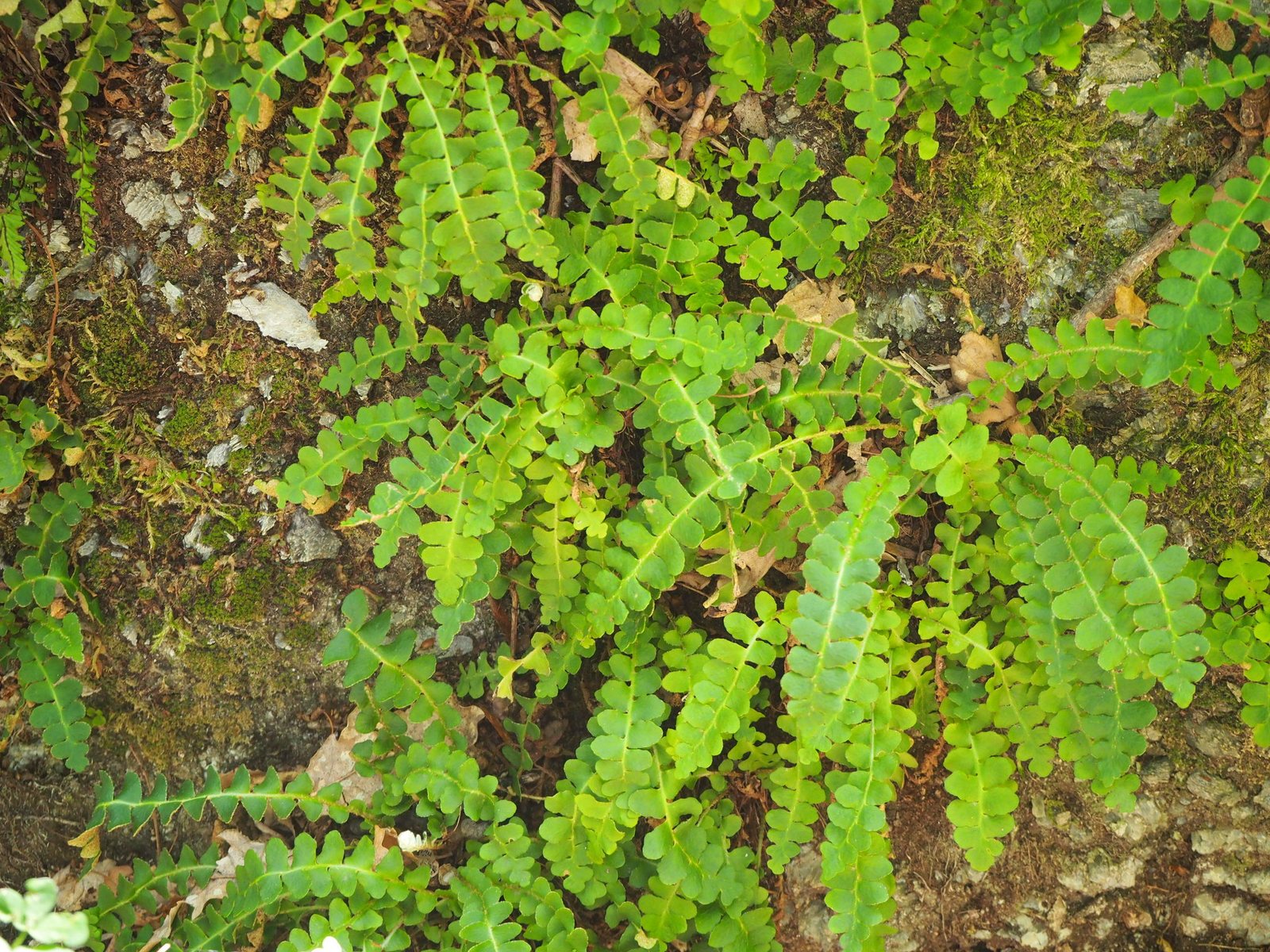Rustyback fern