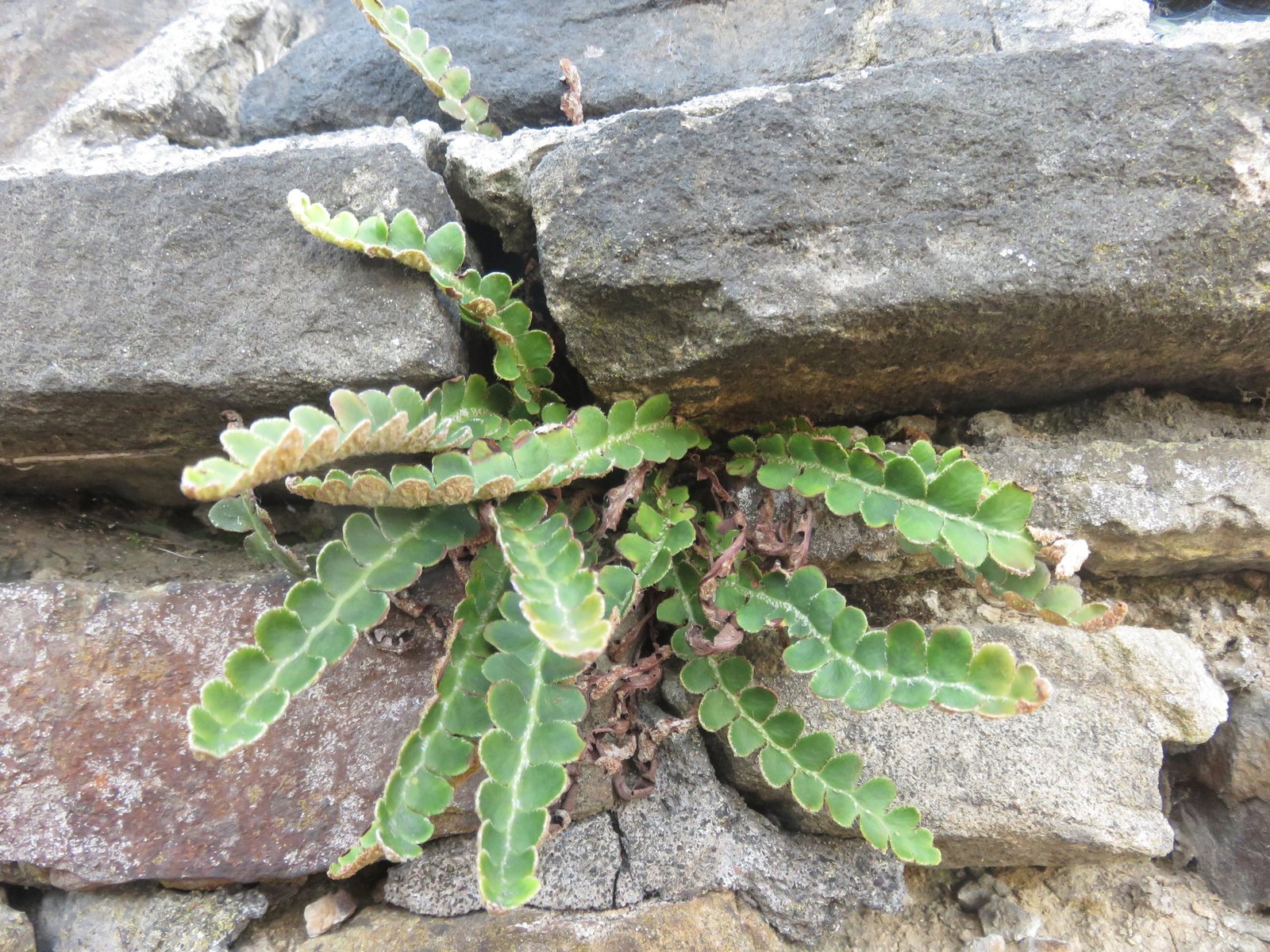 Rustyback fern