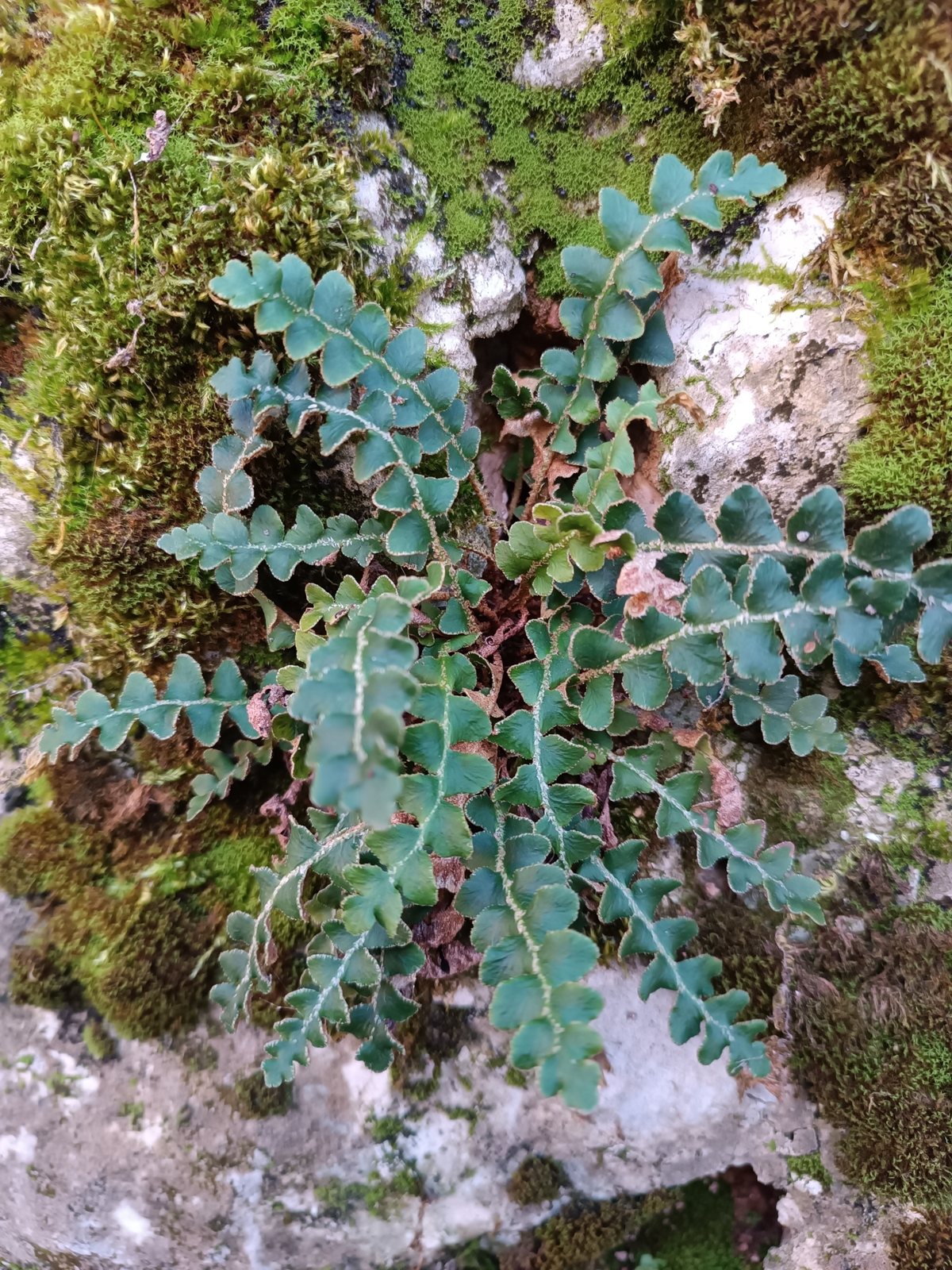 Rustyback fern