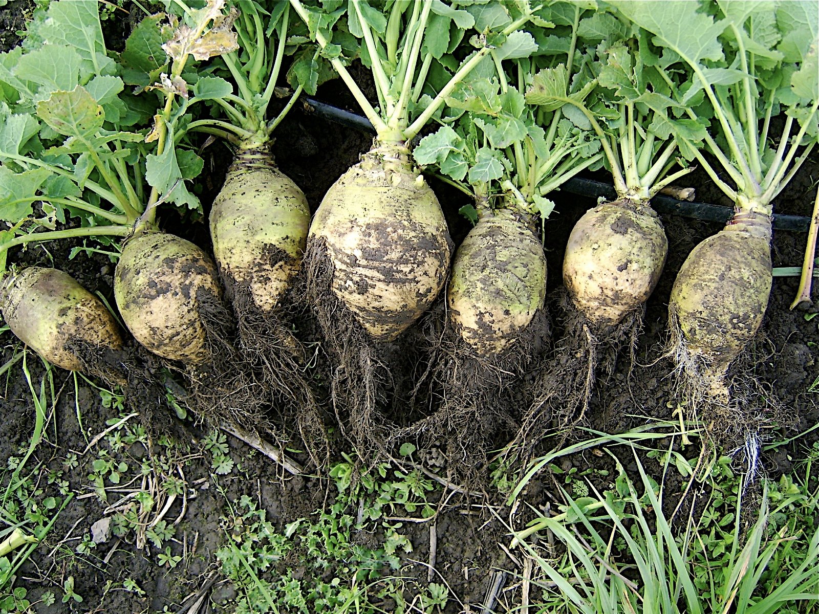 Rutabaga (swede)
