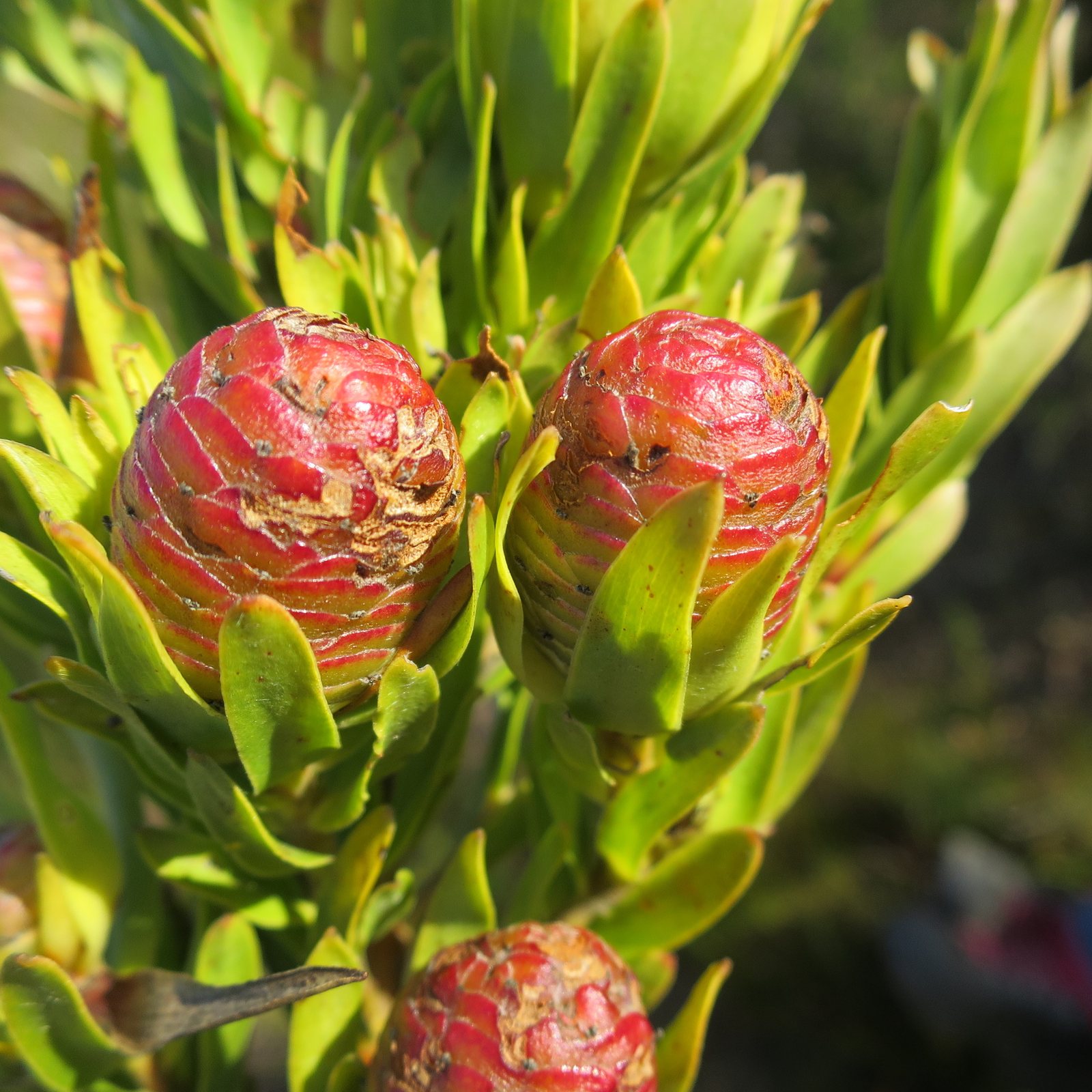 Safari Sunset conebush