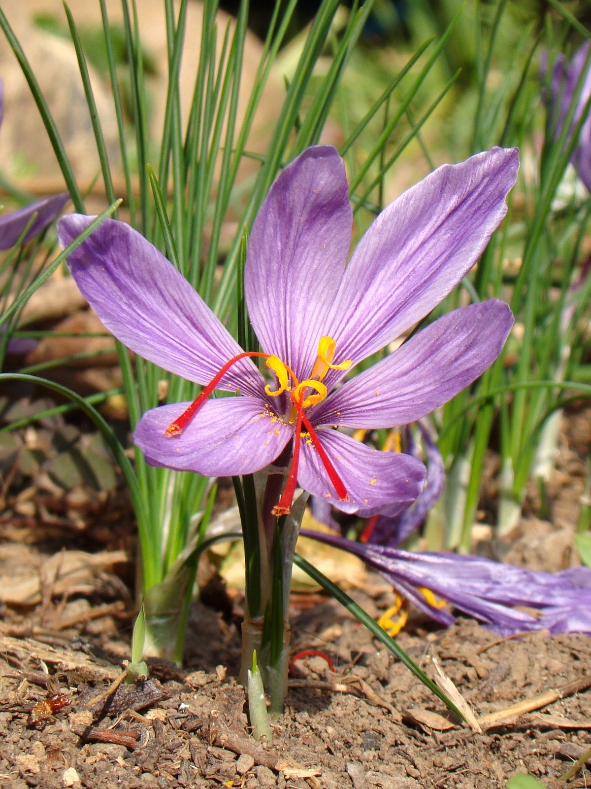 Saffron crocus