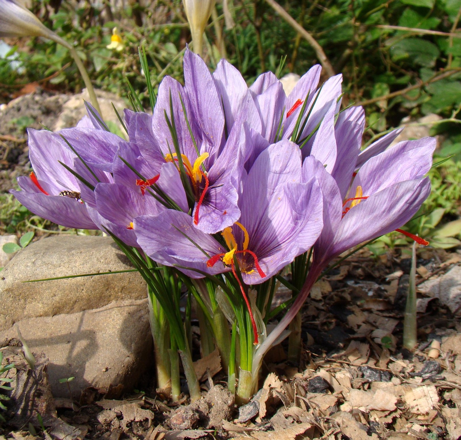Saffron crocus