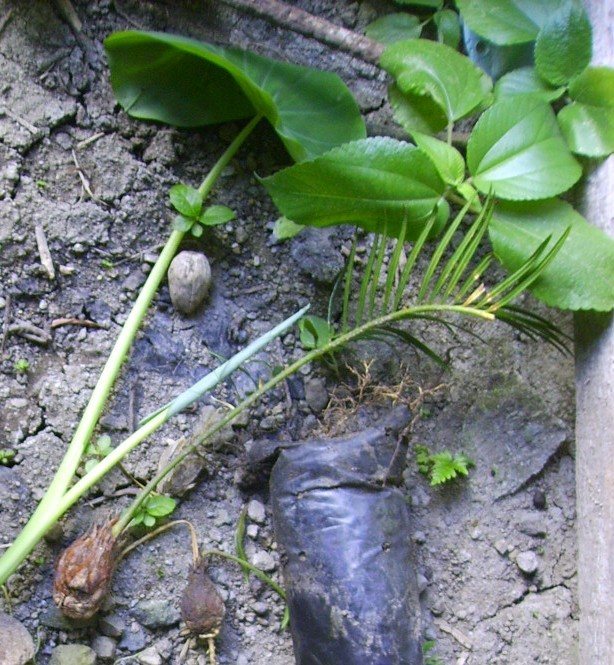 Sago palm