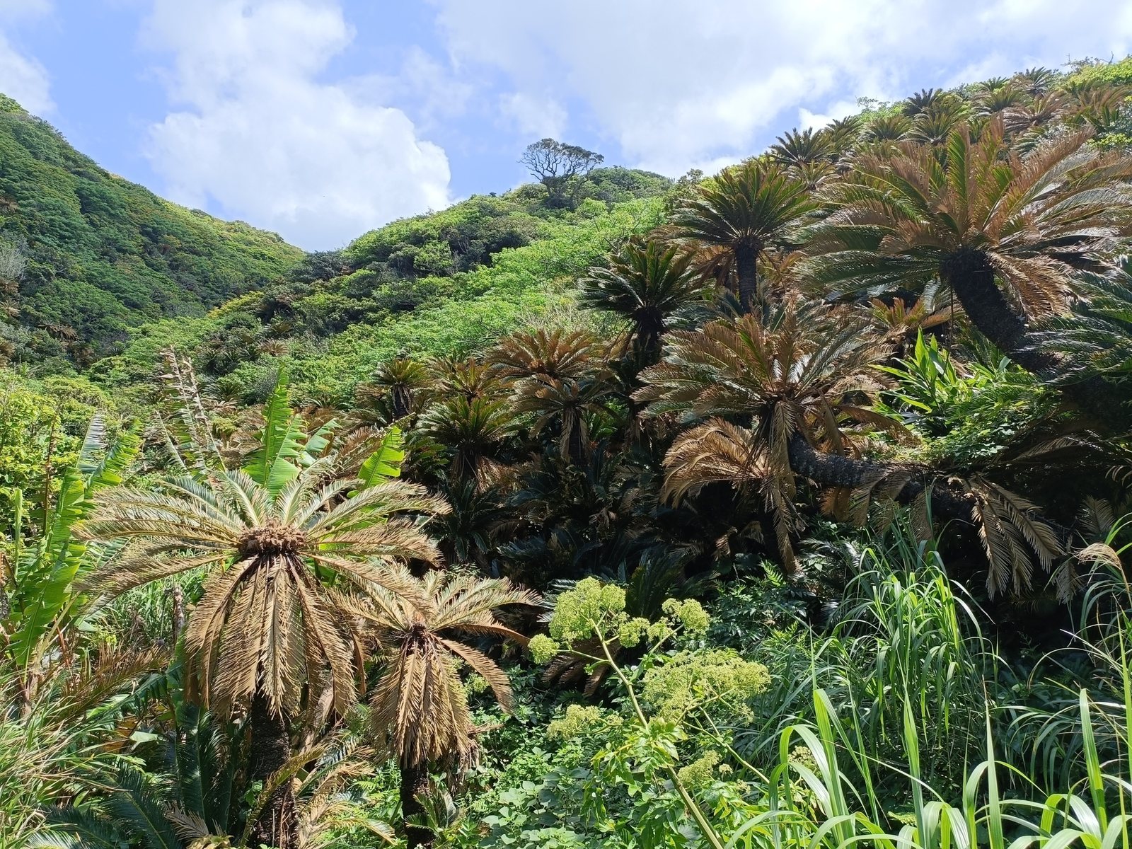 Sago palm