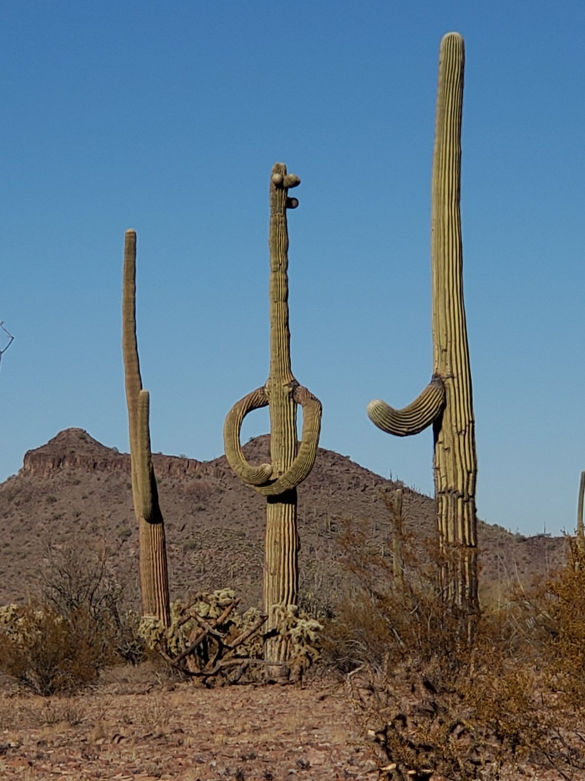Saguaro